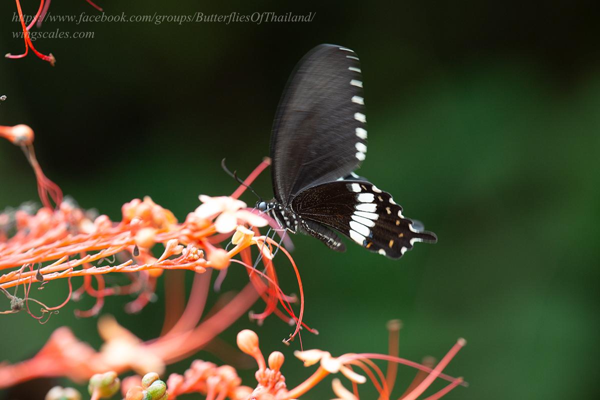 Papilio polytes romulus : Common Mormon / ผีเสื้อหางติ่งธรรมดา