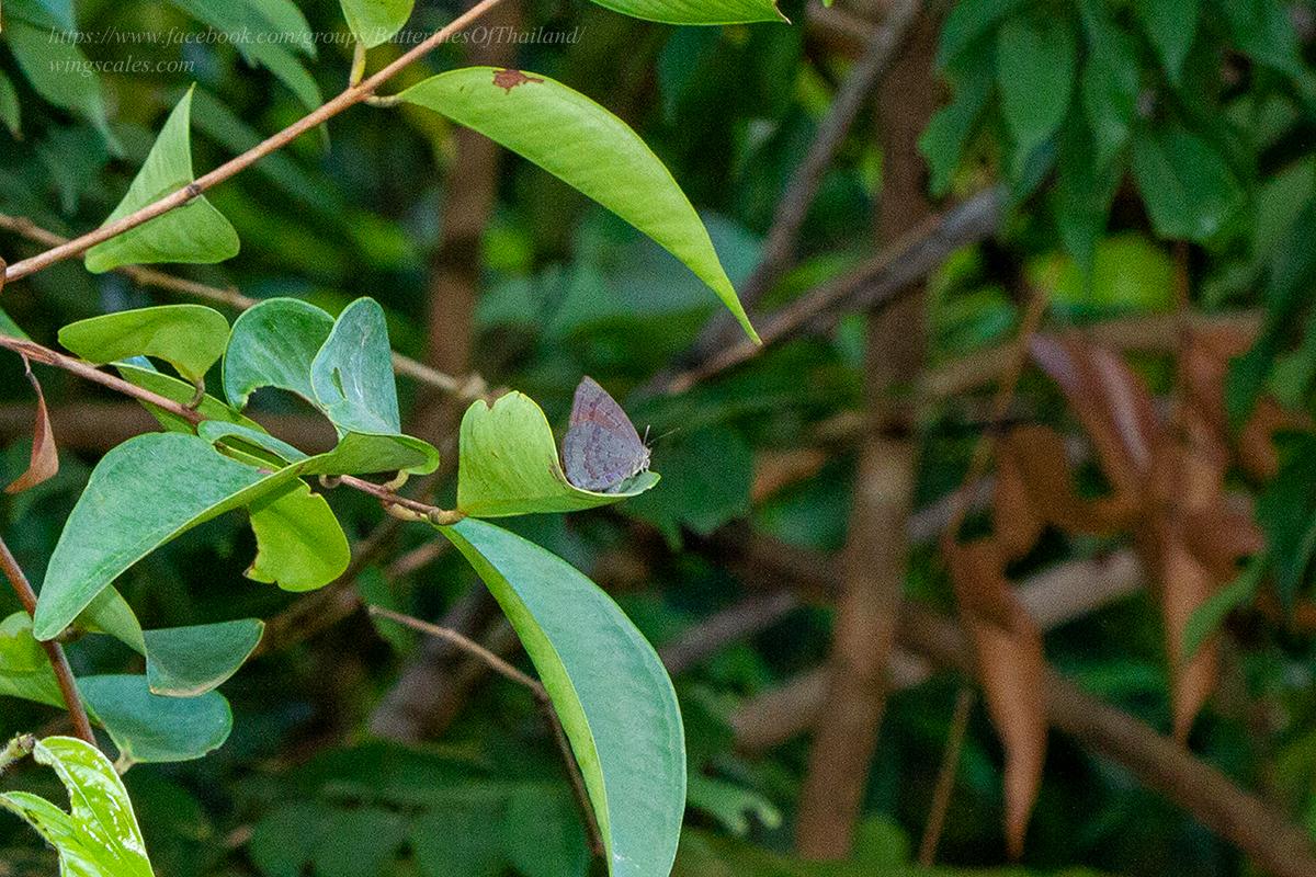 Arhopala rama ramosa : Dark Himalayan Oakblue / ผีเสื้อฟ้าไม้ก่อหิมาลัยคล้ำ