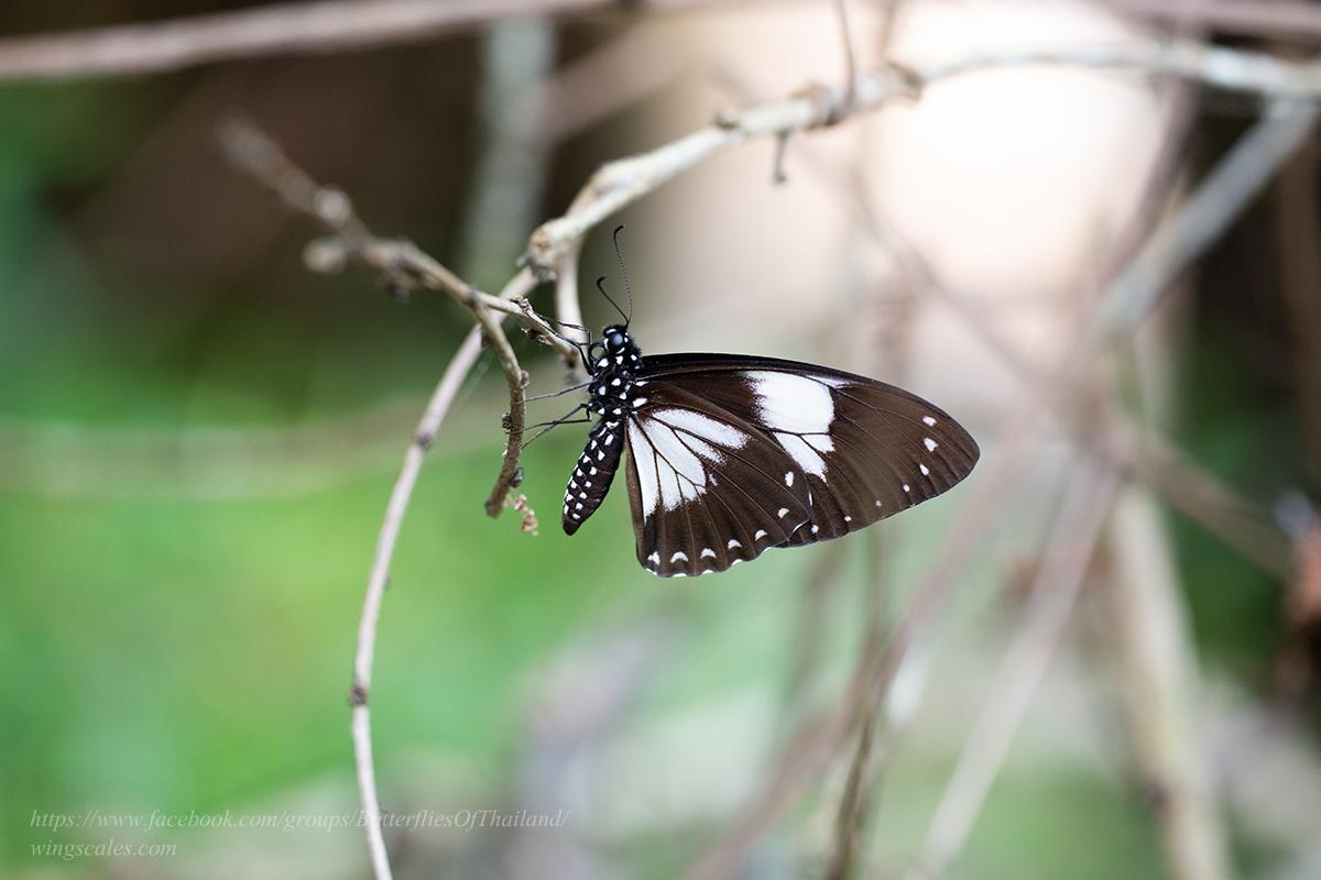 Papilio paradoxa telearchus : Great Blue Mime / ผีเสื้อเชิงลายใหญ่