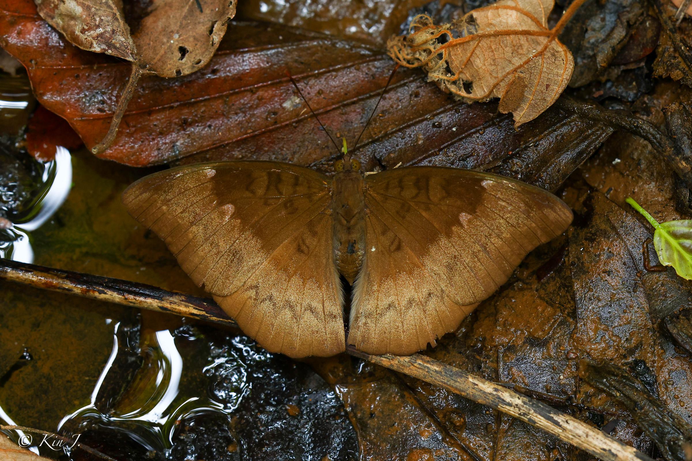 Euthalia monina kesava : Malay Baron / ผีเสื้อบารอนมลายู