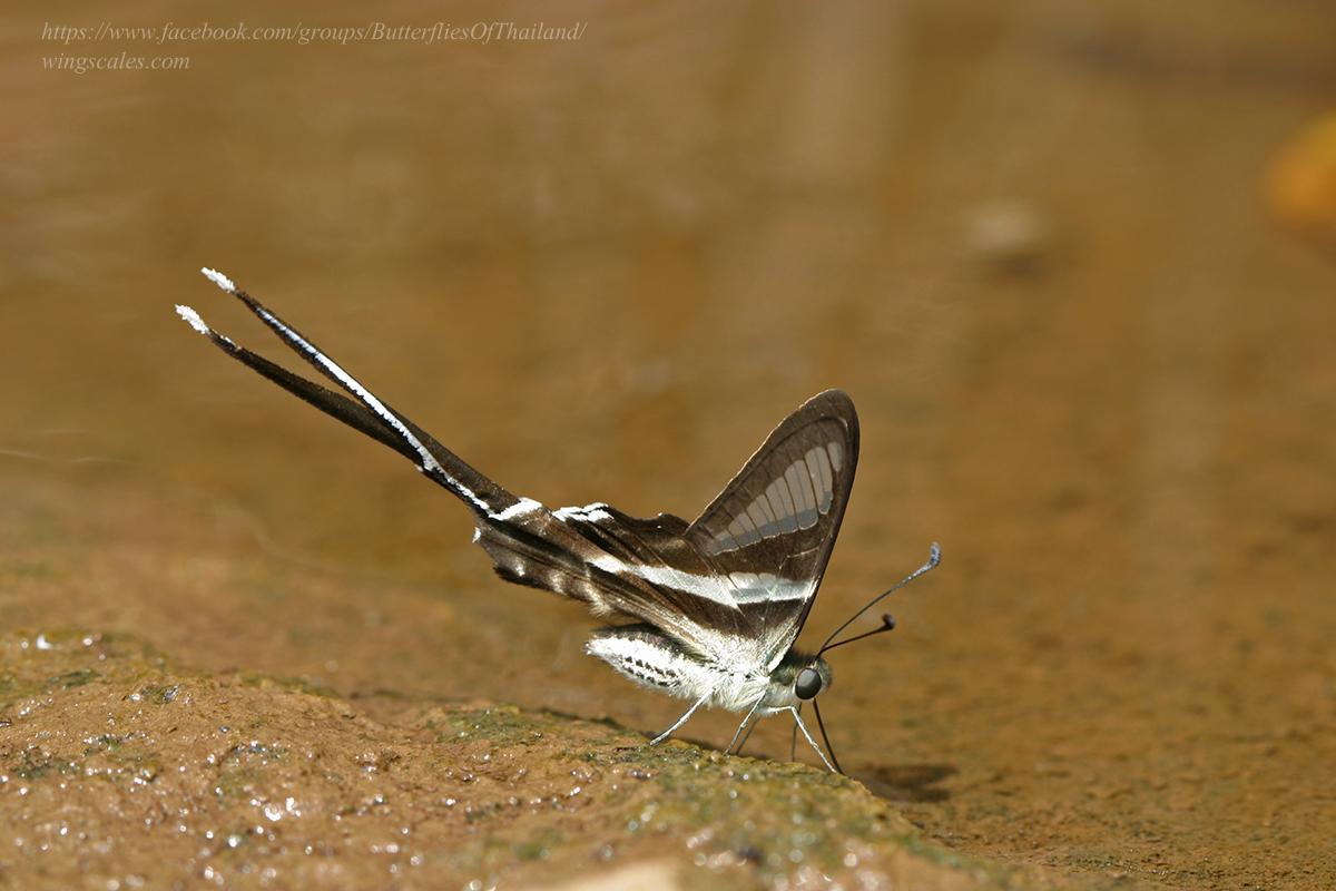 Lamproptera curius curius : White Dragontail / ผีเสื้อหางมังกรขาว