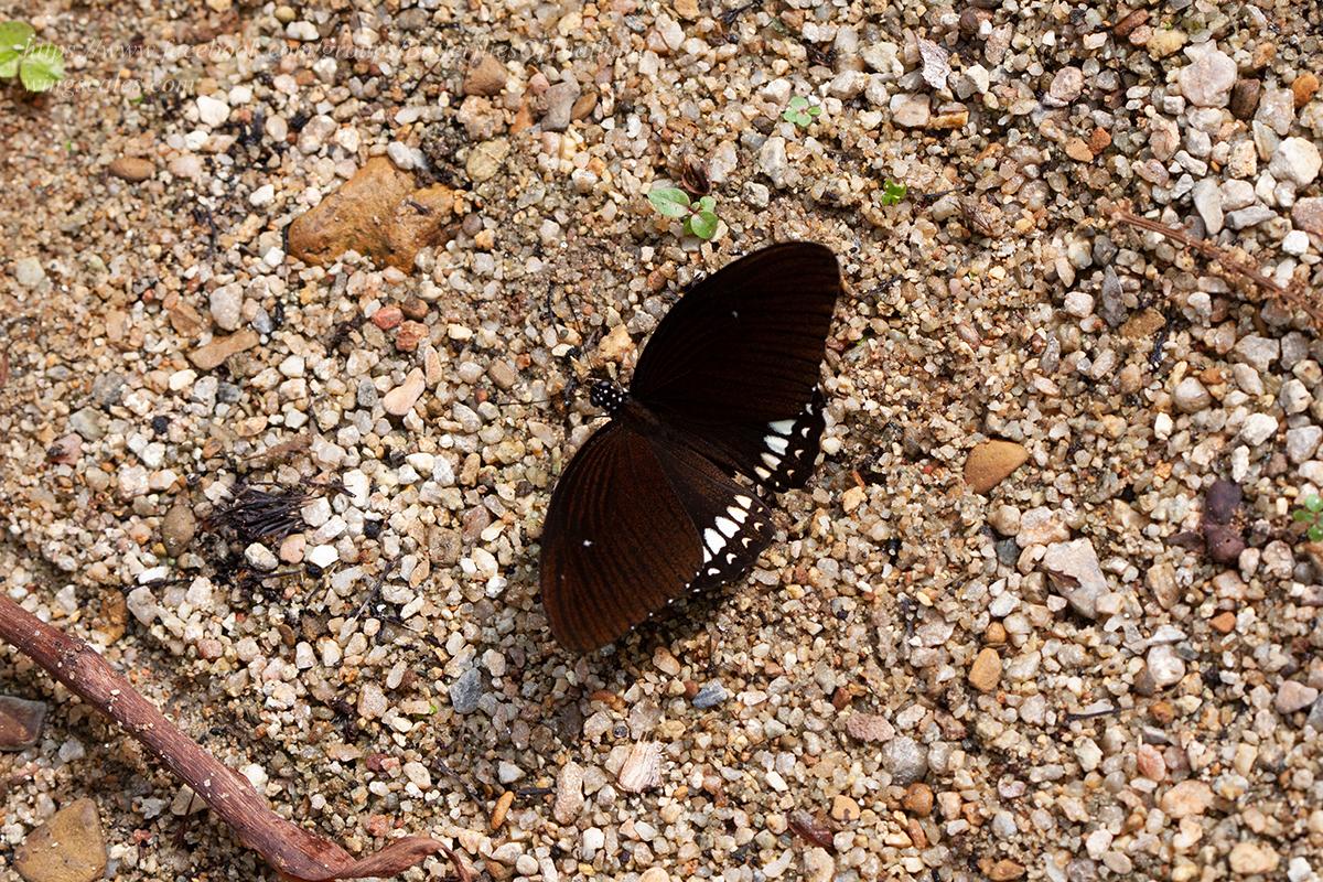 Papilio castor mahadeva : Siamese Raven / ผีเสื้อเชิงลายมหาเทพสยาม