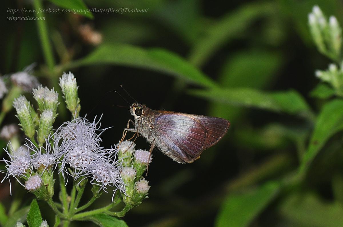 Tulsia tulsi tulsi : Purple Swift / ผีเสื้อหนอนหญ้าใต้ม่วง