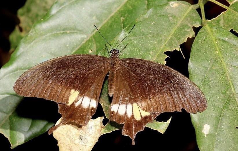 Papilio prexaspes pitmani : Banded Mormon / ผีเสื้อหางติ่งลายเลือน