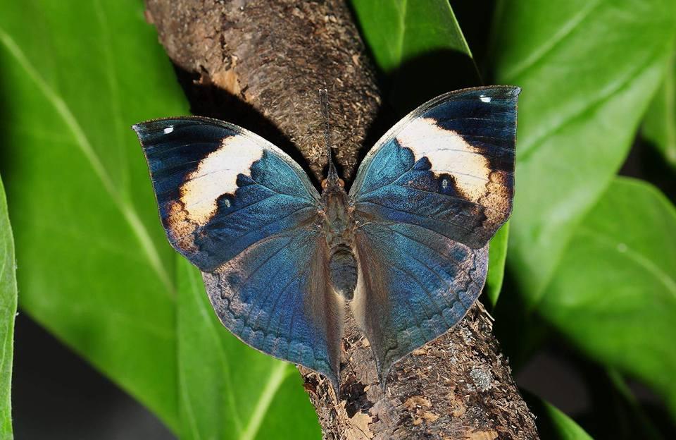 Kallima inachus alboinachus : Indian Leaf Butterfly / ผีเสื้อใบไม้ใหญ่อินเดีย