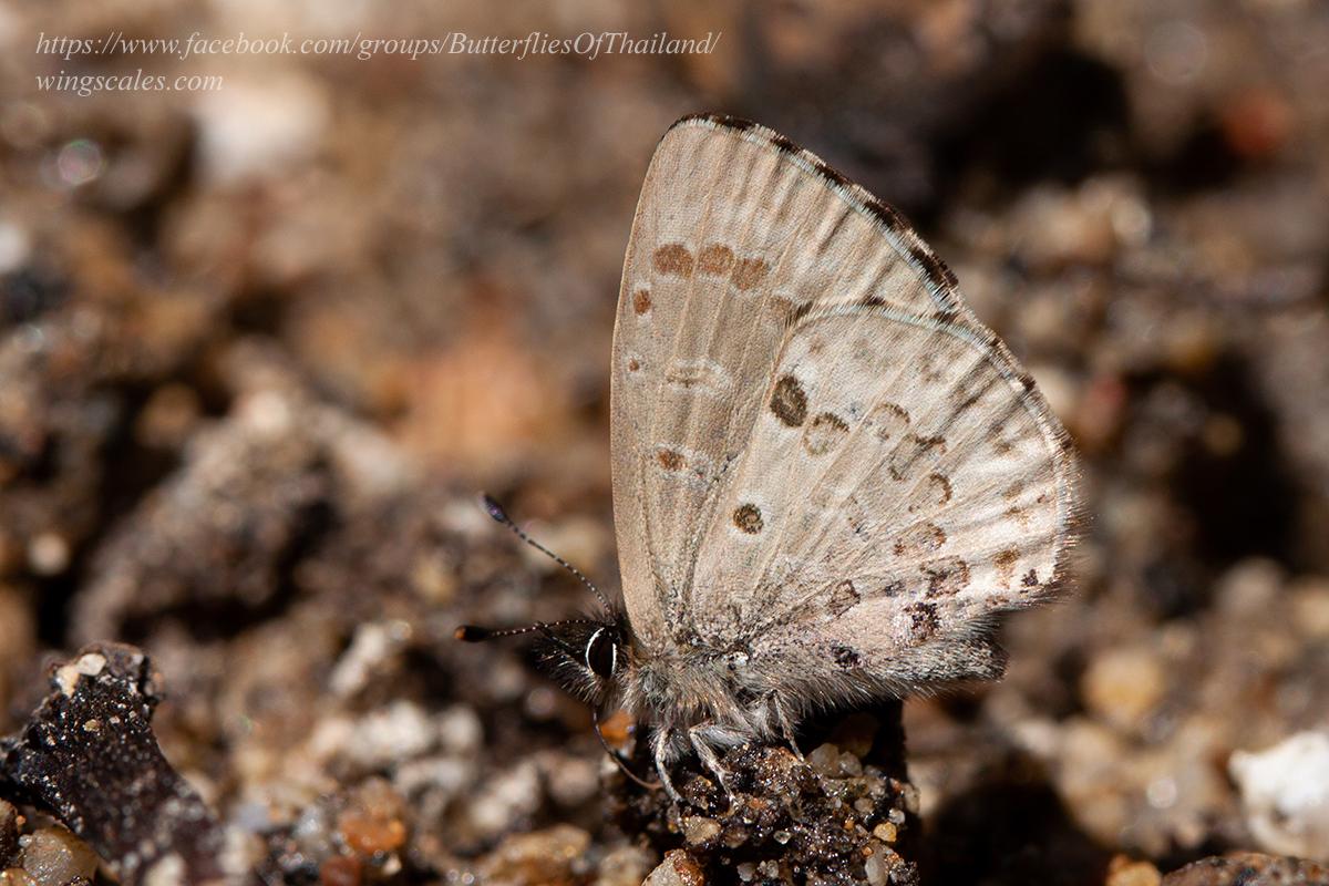 Orthomiella pontis pontis : Burmese Straight-wing Blue / ผีเสื้อฟ้าปีกตรงพม่า