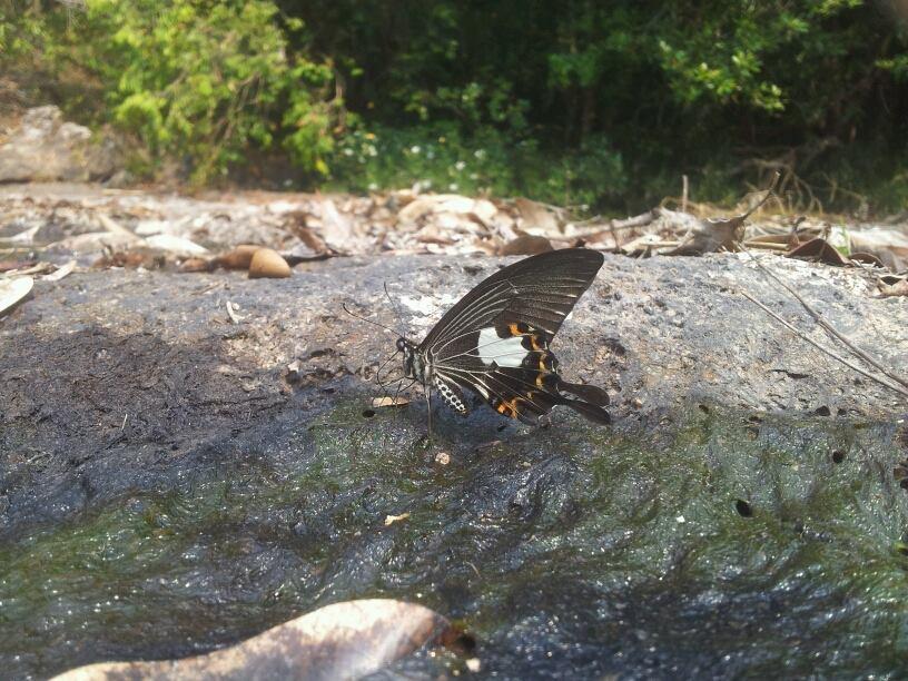 Papilio noblei : Noble’s Helen / ผีเสื้อหางติ่งโนเบิ้ล