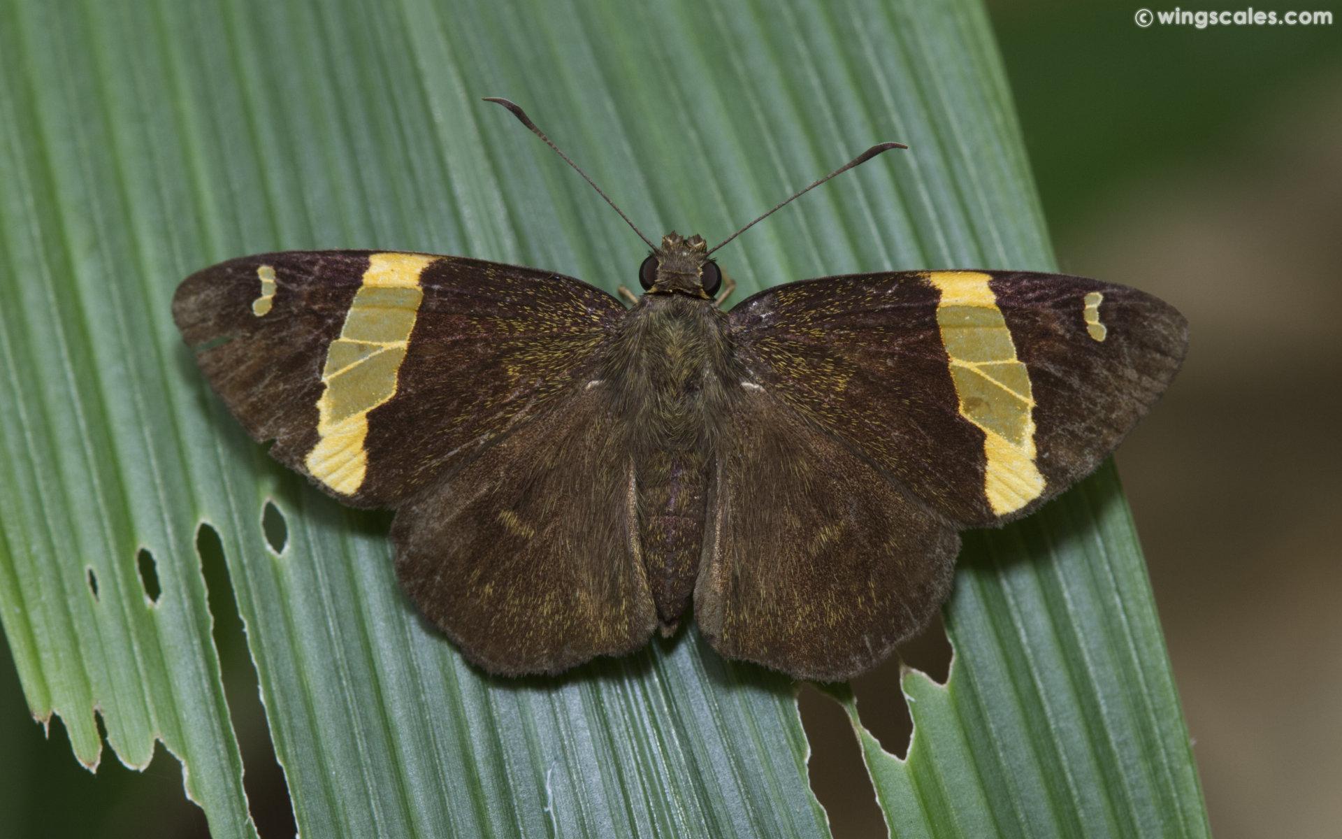 Celaenorrhinus aurivittata : Dark Yellow-banded Flat / ผีเสื้อปีกราบแถบทองสีคล้ำ
