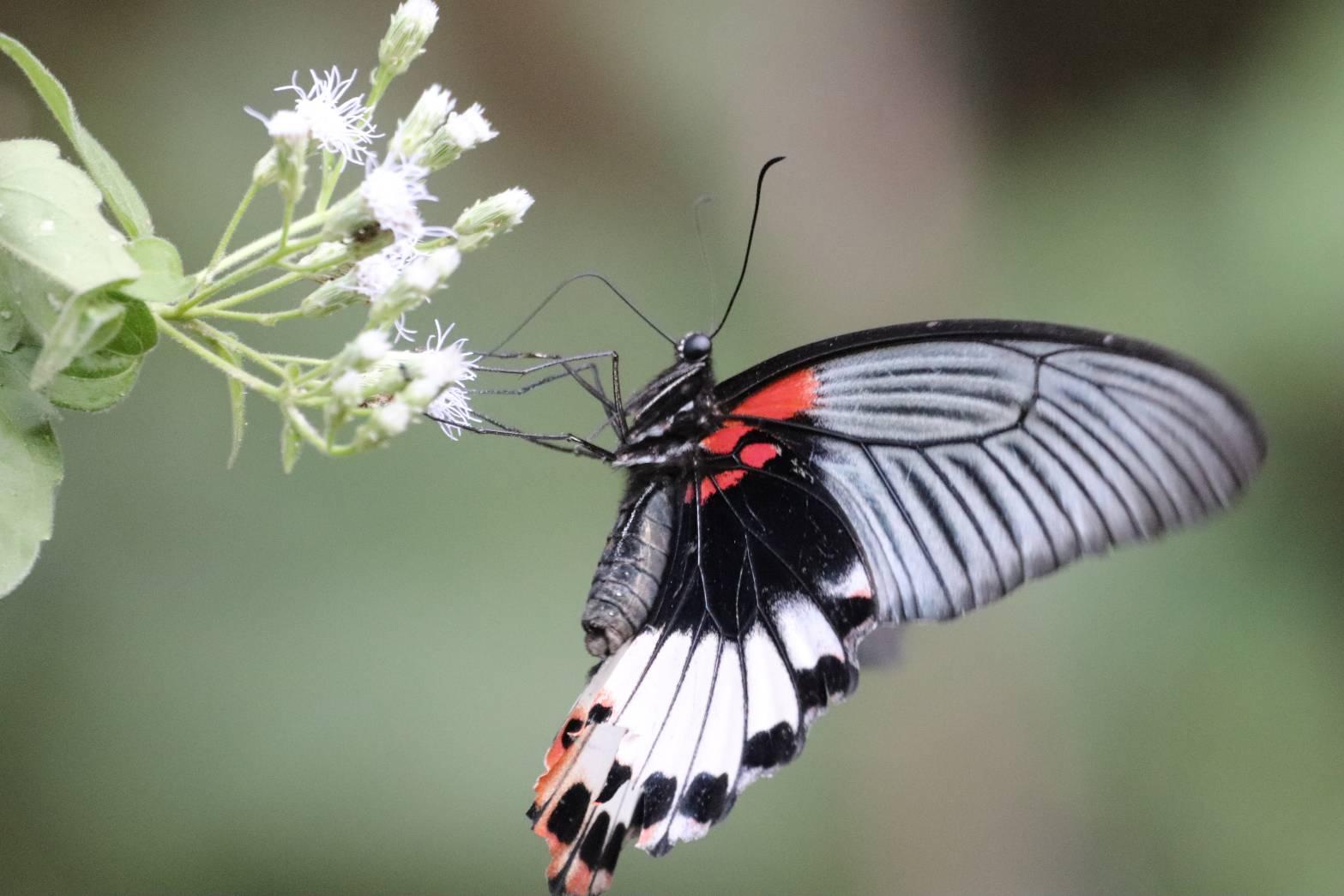 Papilio agenor agenor : Great Mormon / ผีเสื้อหางติ่งนางละเวง