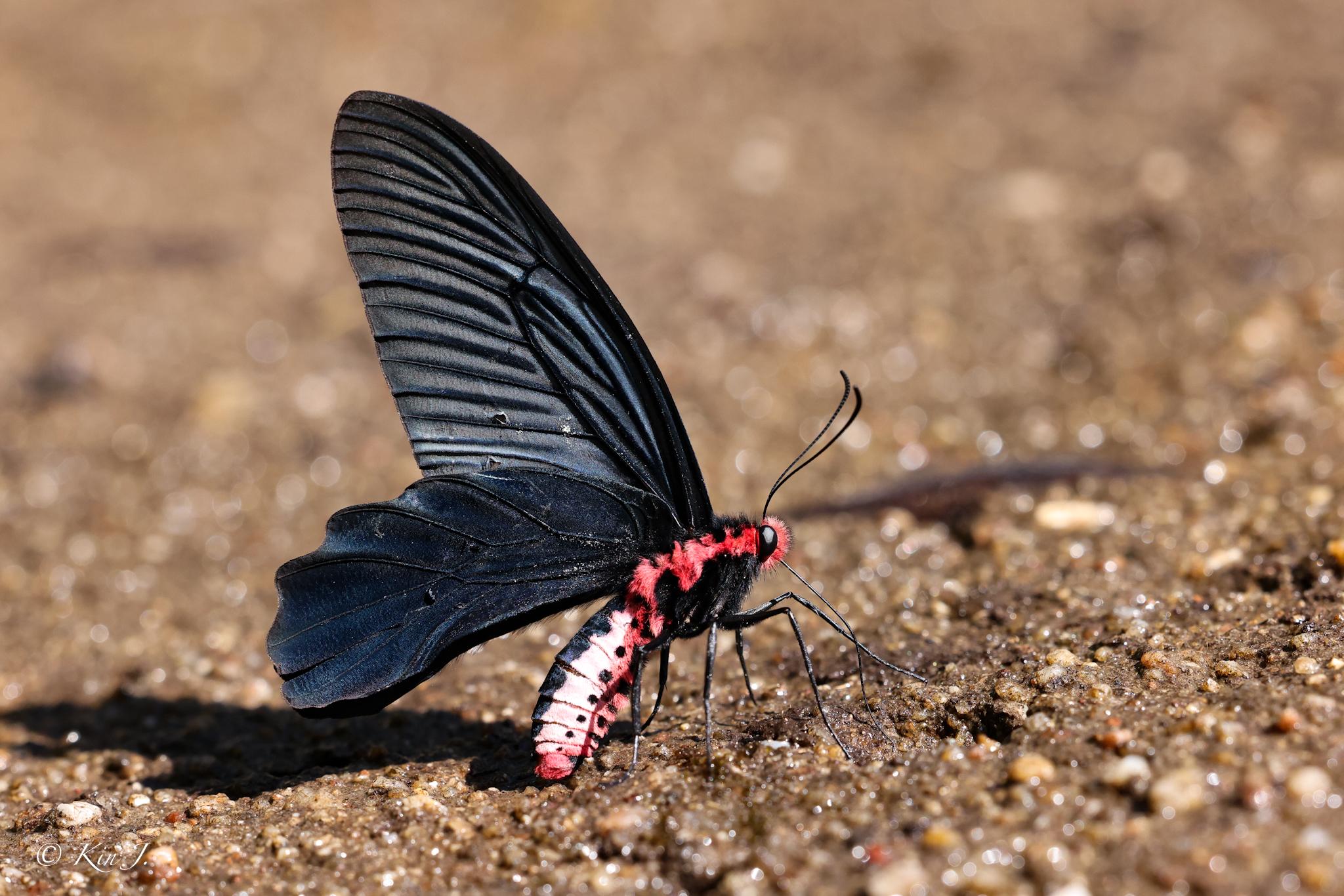Atrophaneura aidoneus : Striped Batwing / ผีเสื้อปีกค้างคาวข้างแถบ