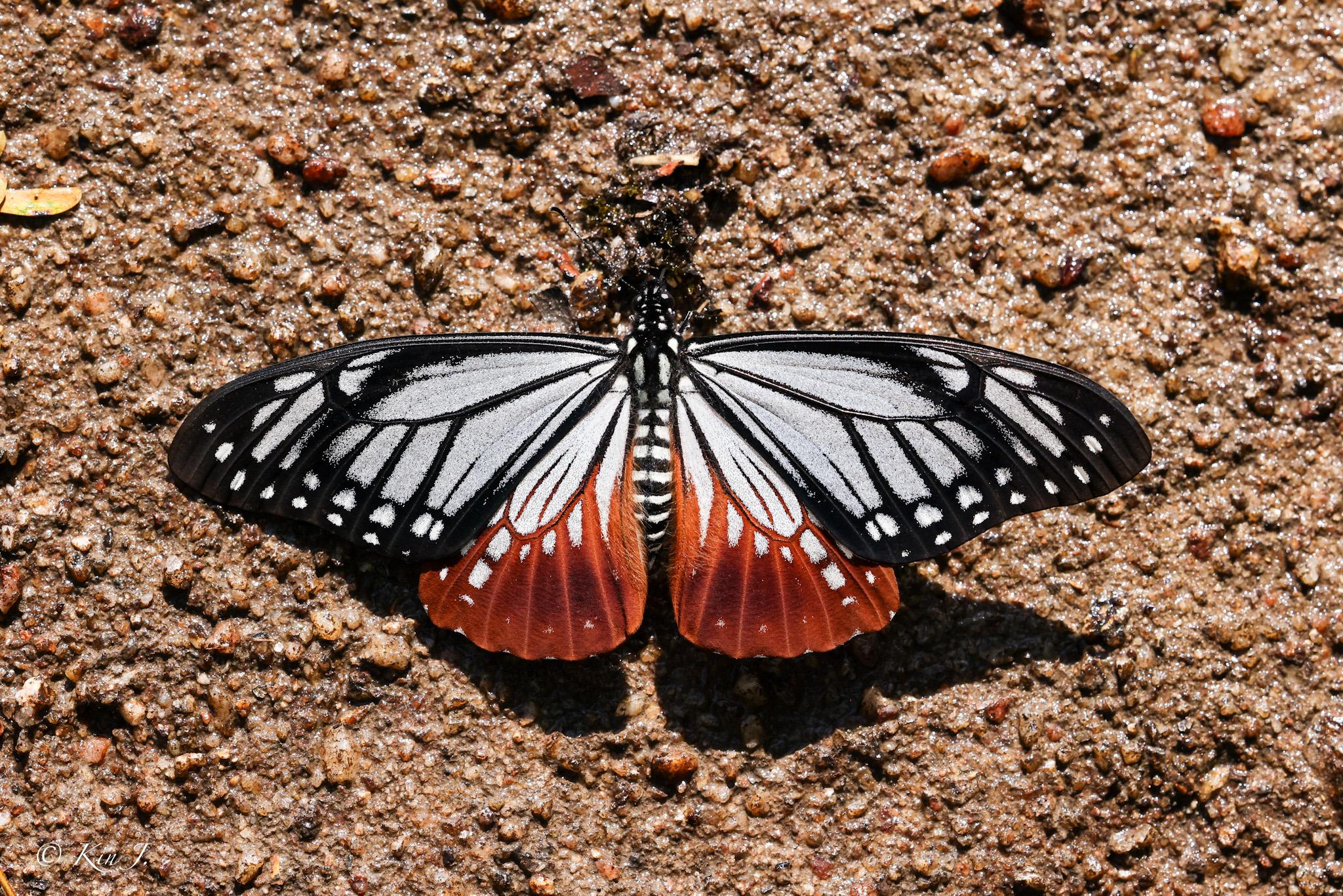 Papilio agestor agestor : Tawny Mime / ผีเสื้อเชิงลายดอย