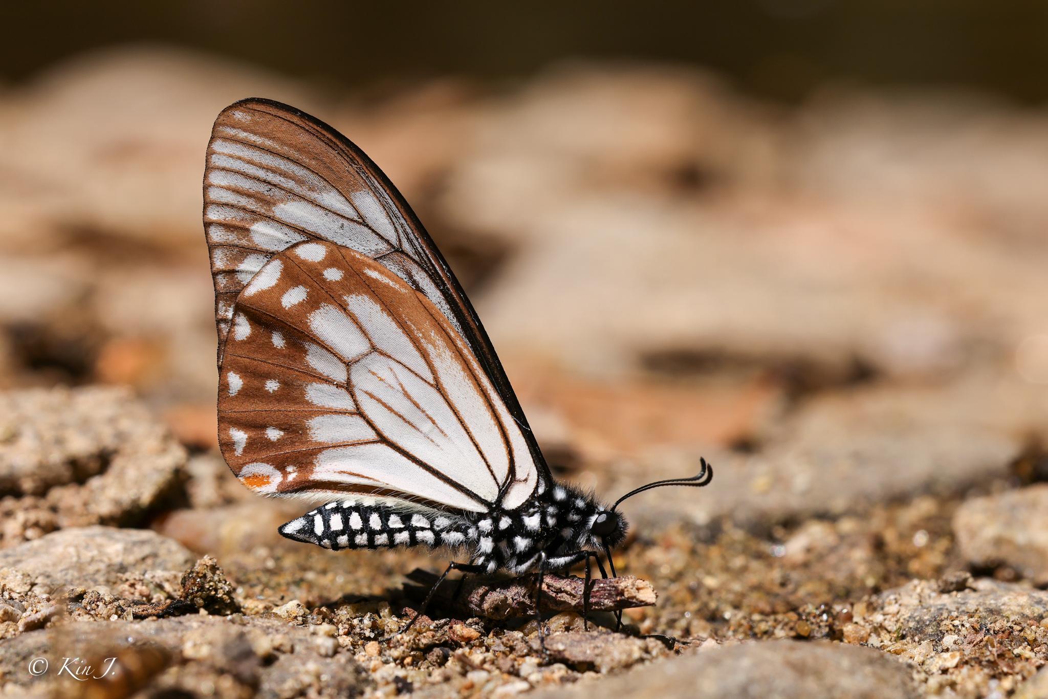Papilio epycides hypochra : Lesser Mime / ผีเสื้อเชิงลายเล็ก