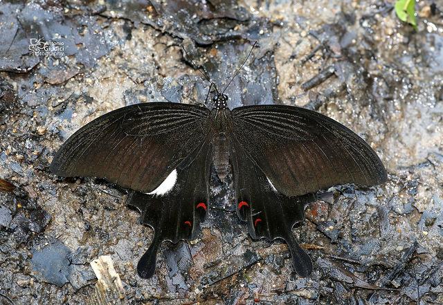 Papilio iswara iswara : Great Helen / ผีเสื้อหางติ่งอิศวร