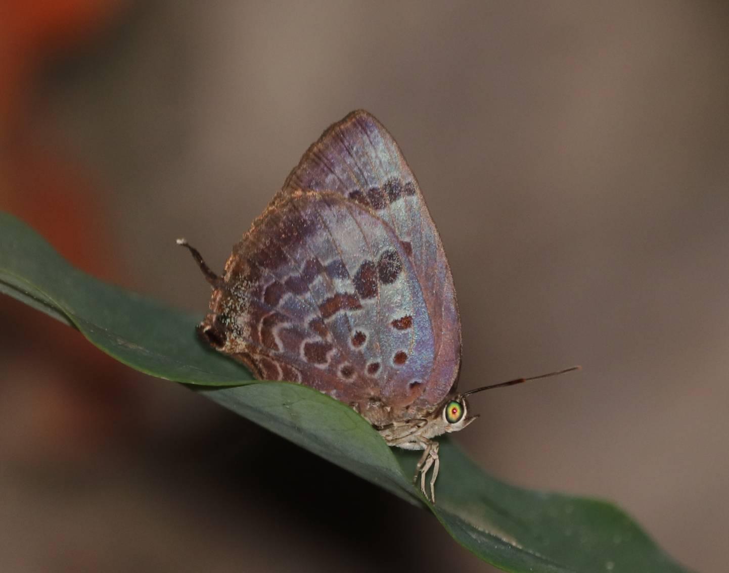 Arhopala agaba agaba : Purple-glazed Oakblue / ผีเสื้อฟ้าไม้ก่ออะกาบ้า