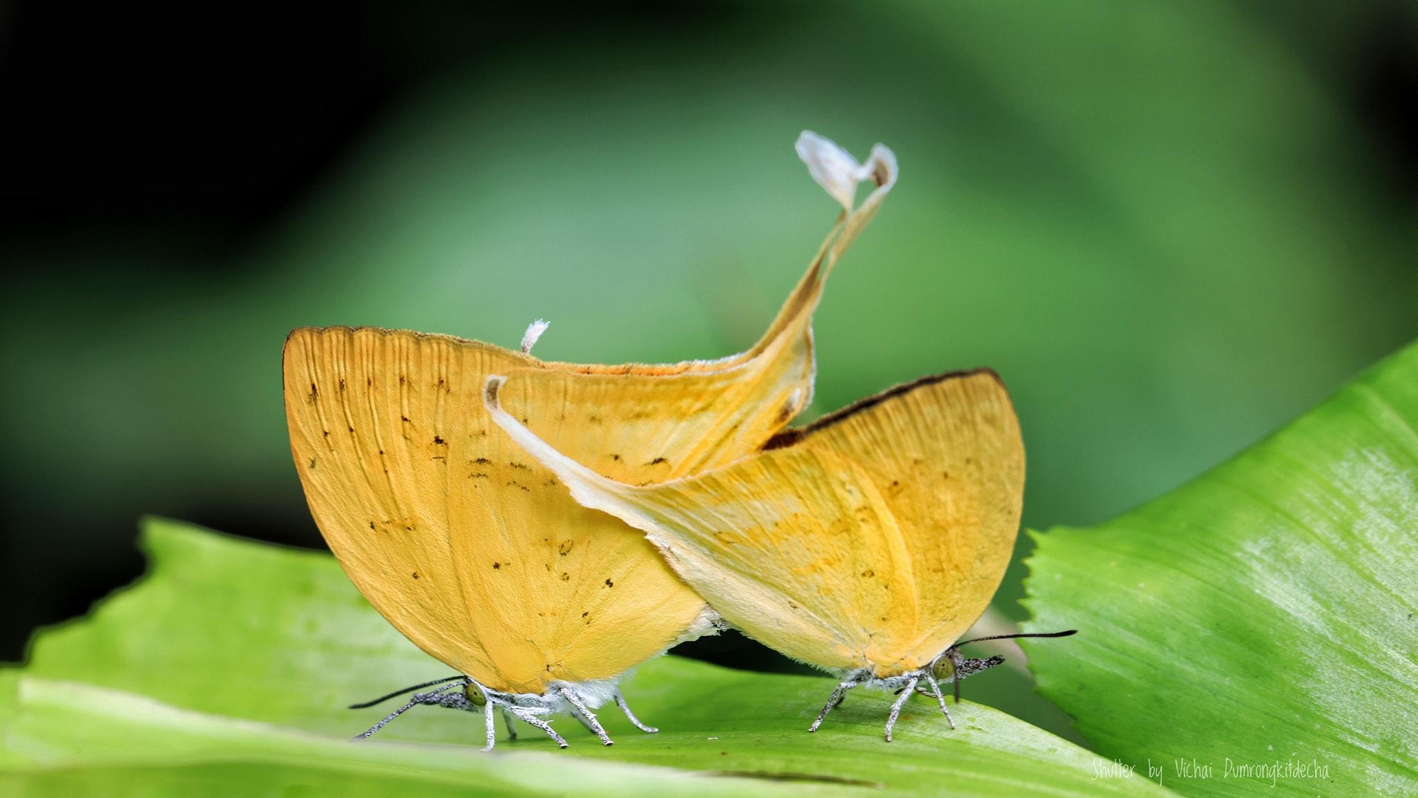 Loxura cassiopeia cassiopeia : Malayan Yamfly / ผีเสื้อแสดหางยาวมลายู