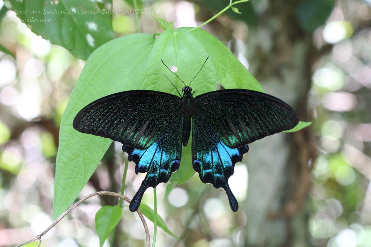 Papilio bianor pinratanai : Common Peacock / ผีเสื้อหางติ่งแววมยุรา