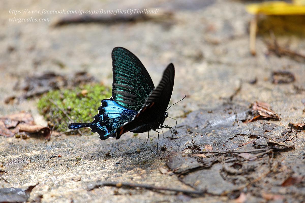 Papilio bianor pinratanai : Common Peacock / ผีเสื้อหางติ่งแววมยุรา