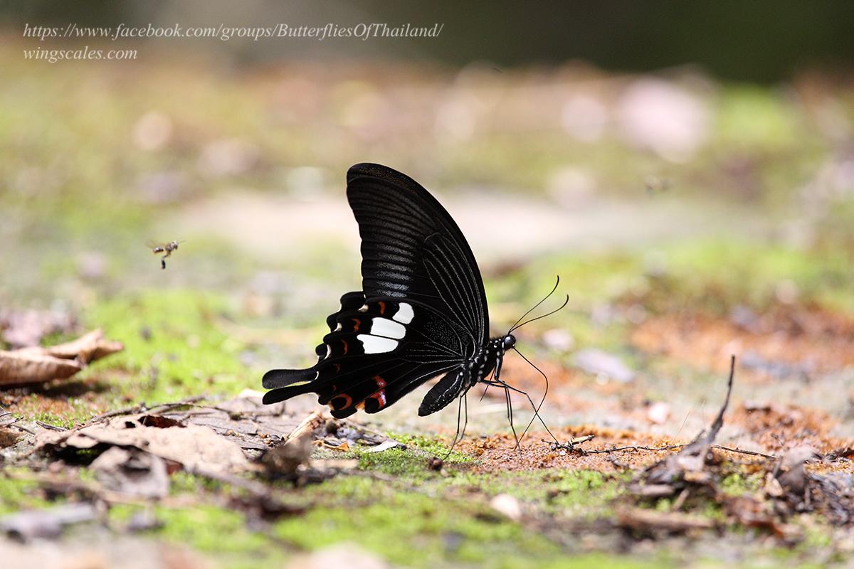 Papilio helenus helenus : Red Helen / ผีเสื้อหางติ่งเฮเลน