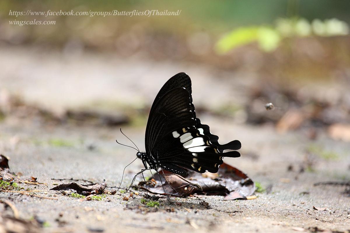 Papilio chaon chaon : Black and White Helen / ผีเสื้อหางติ่งชะอ้อน