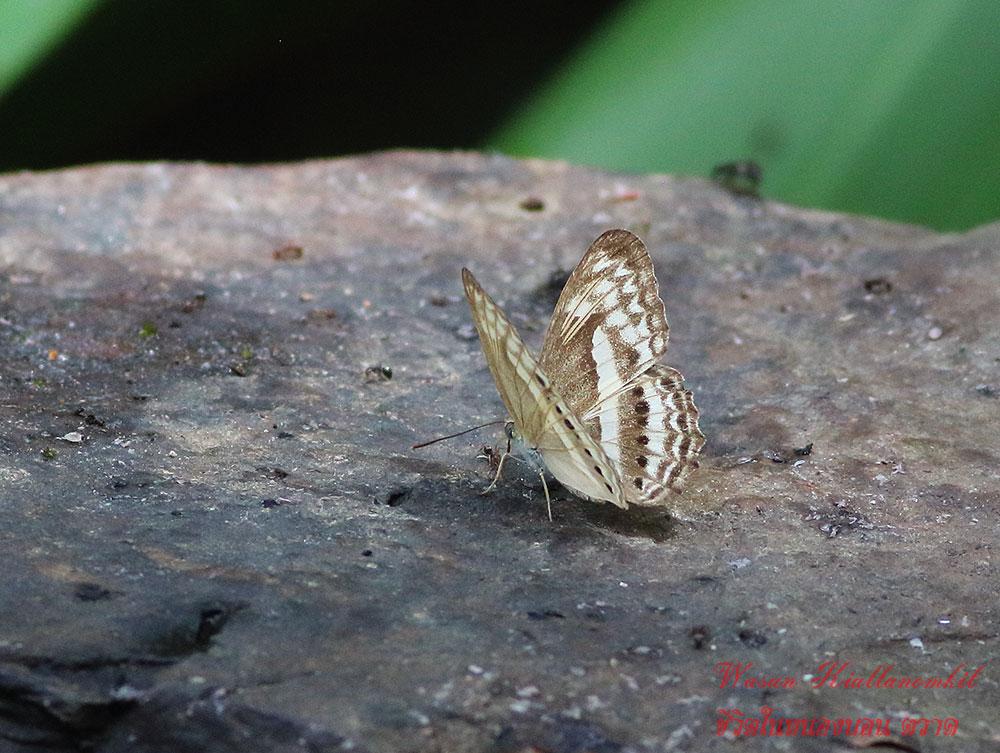 Algia fasciata fasciata : Little Banded Yeoman / ผีเสื้อตาลจิ๋ว