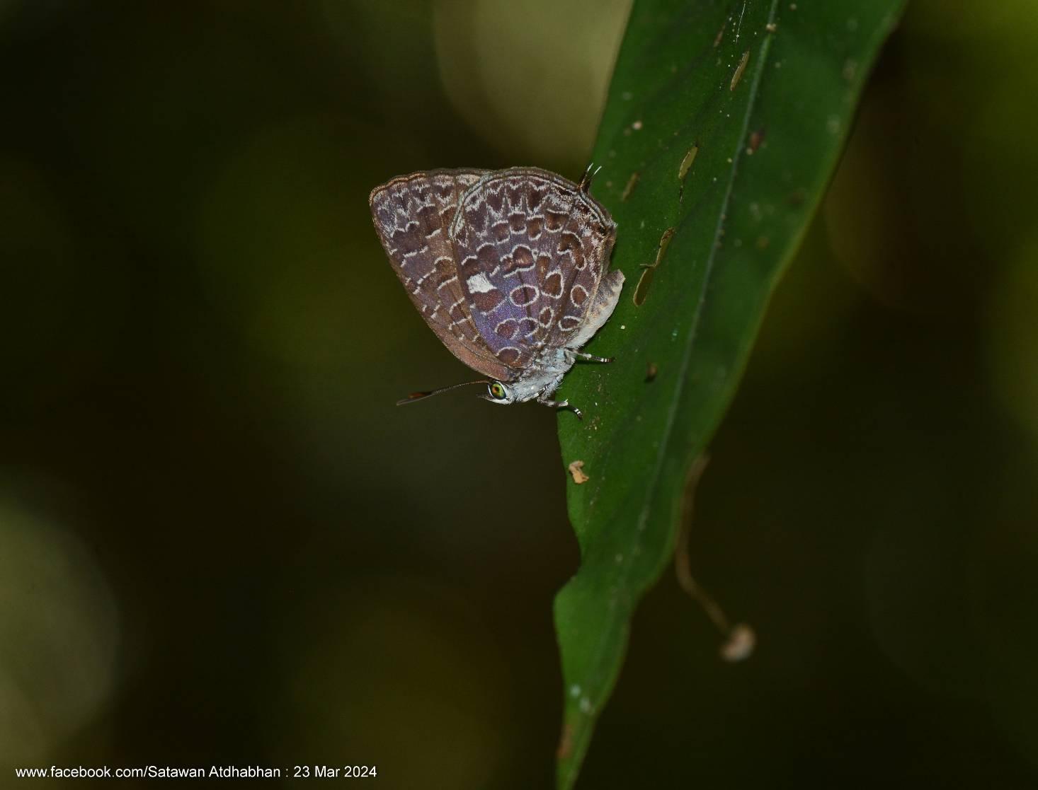 Arhopala ammonides chunsu : Dark Bushblue / ผีเสื้อจุดขาวสีคล้ำ