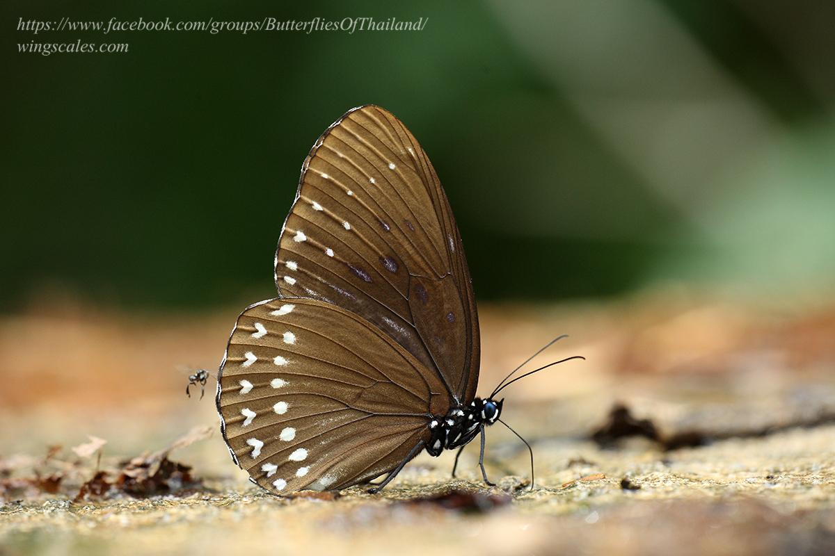 Penthema darlisa mimetica : Three-coloured (Black) Kaiser / ผีเสื้อไกเซอร์สามสี