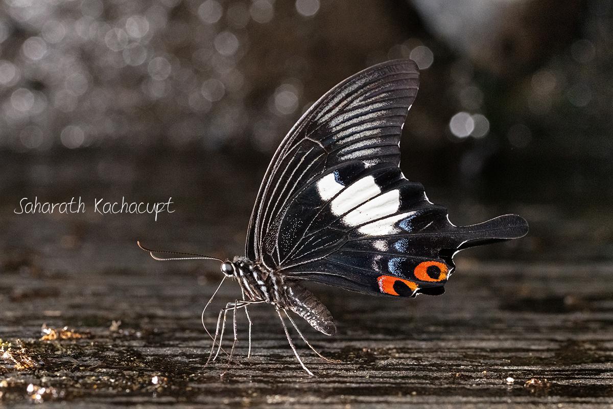 Papilio iswara iswara : Great Helen / ผีเสื้อหางติ่งอิศวร