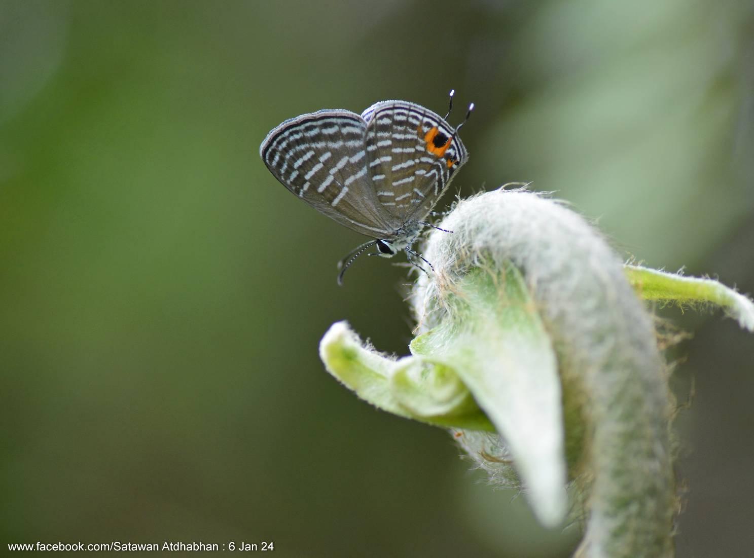 Jamides talinga talinga : Lesser Cerulean / ผีเสื้อฟ้าวาวเล็ก