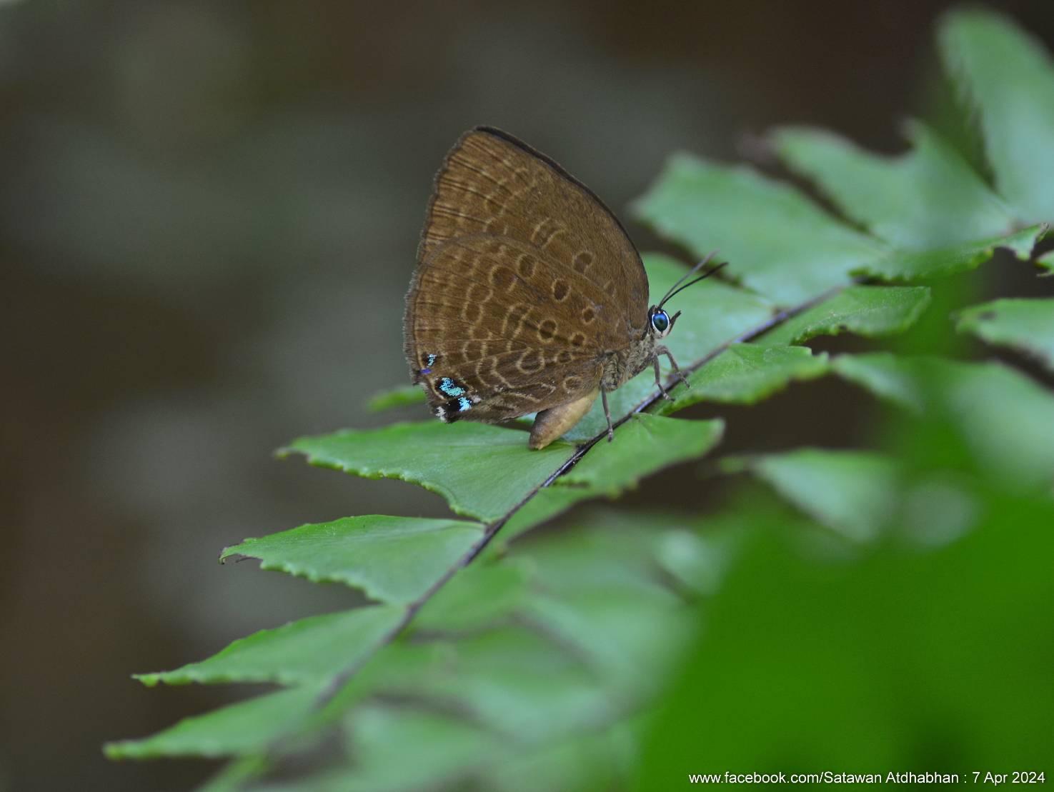 Arhopala moolaiana yajuna : Pale Yellow Oakblue / ผีเสื้อฟ้าไม้ก่อเหลืองจาง