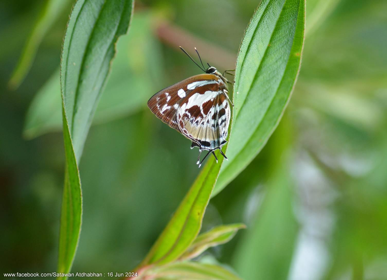 Iraota rochana boswelliana : Scarce Silverstreak Blue / ผีเสื้อขีดเงินแถบยาว