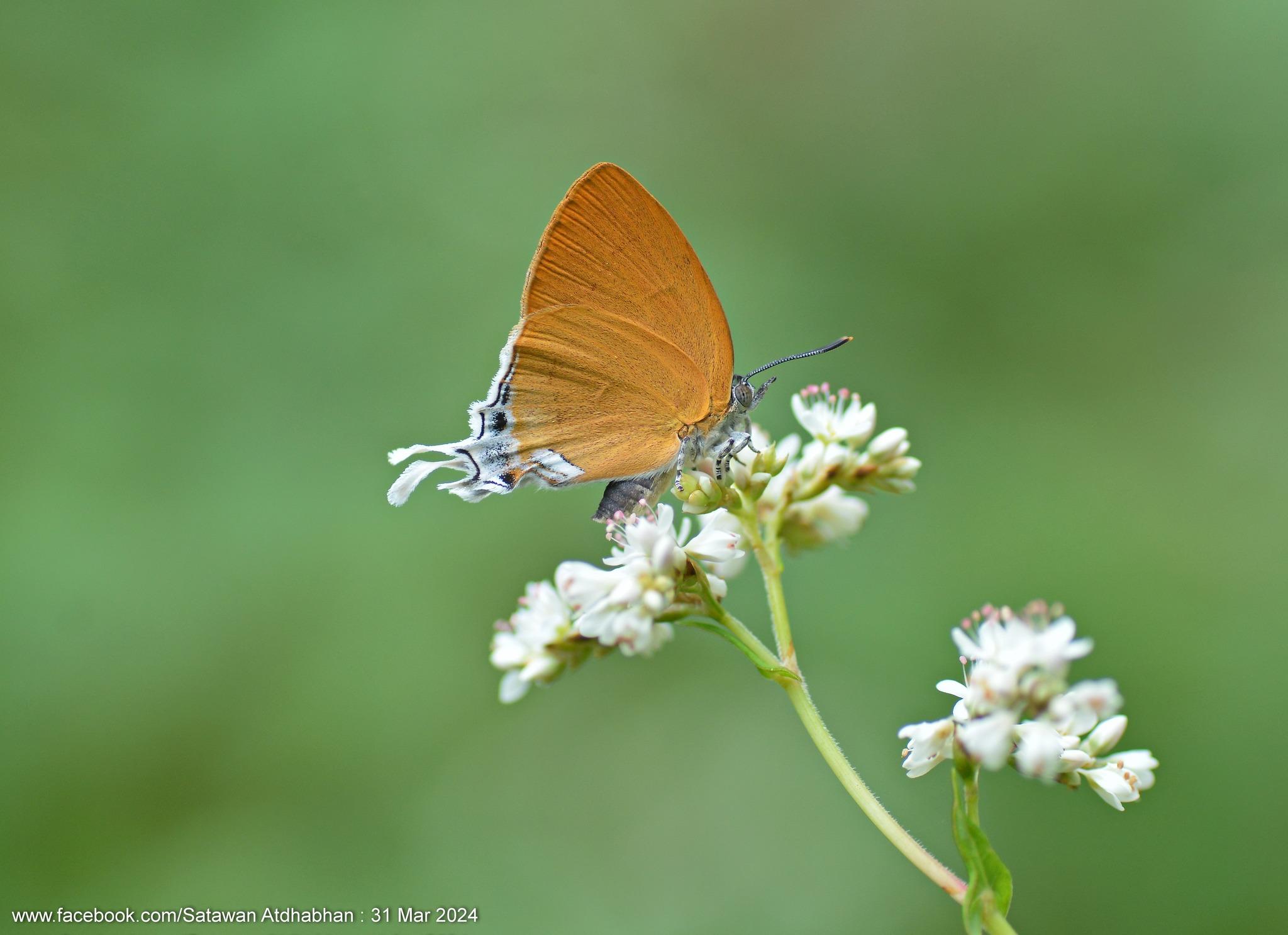 Thamala marciana marciana : Cardinal / ผีเสื้อสุริยัน