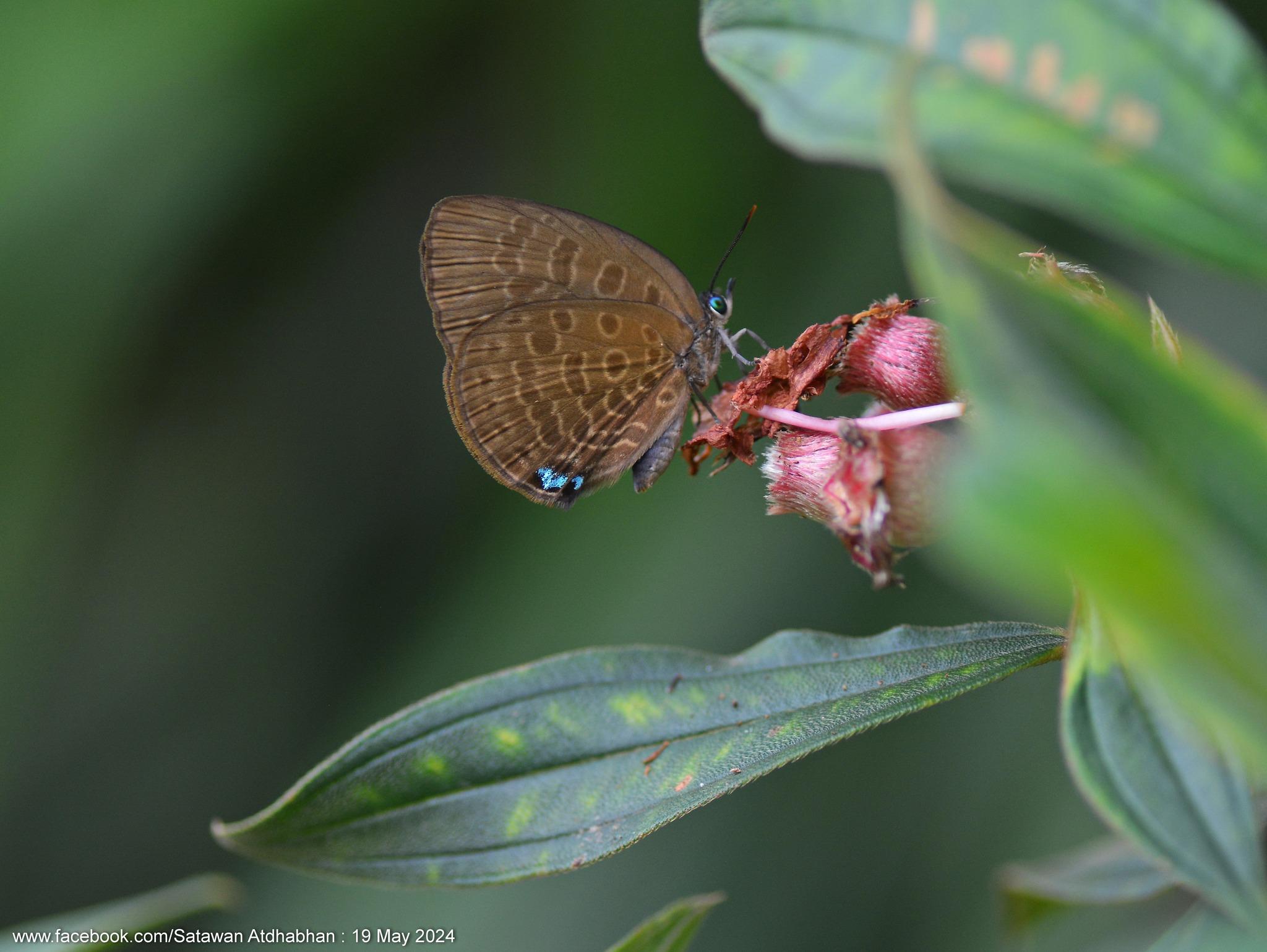 Arhopala kurzi : N/A / N/A