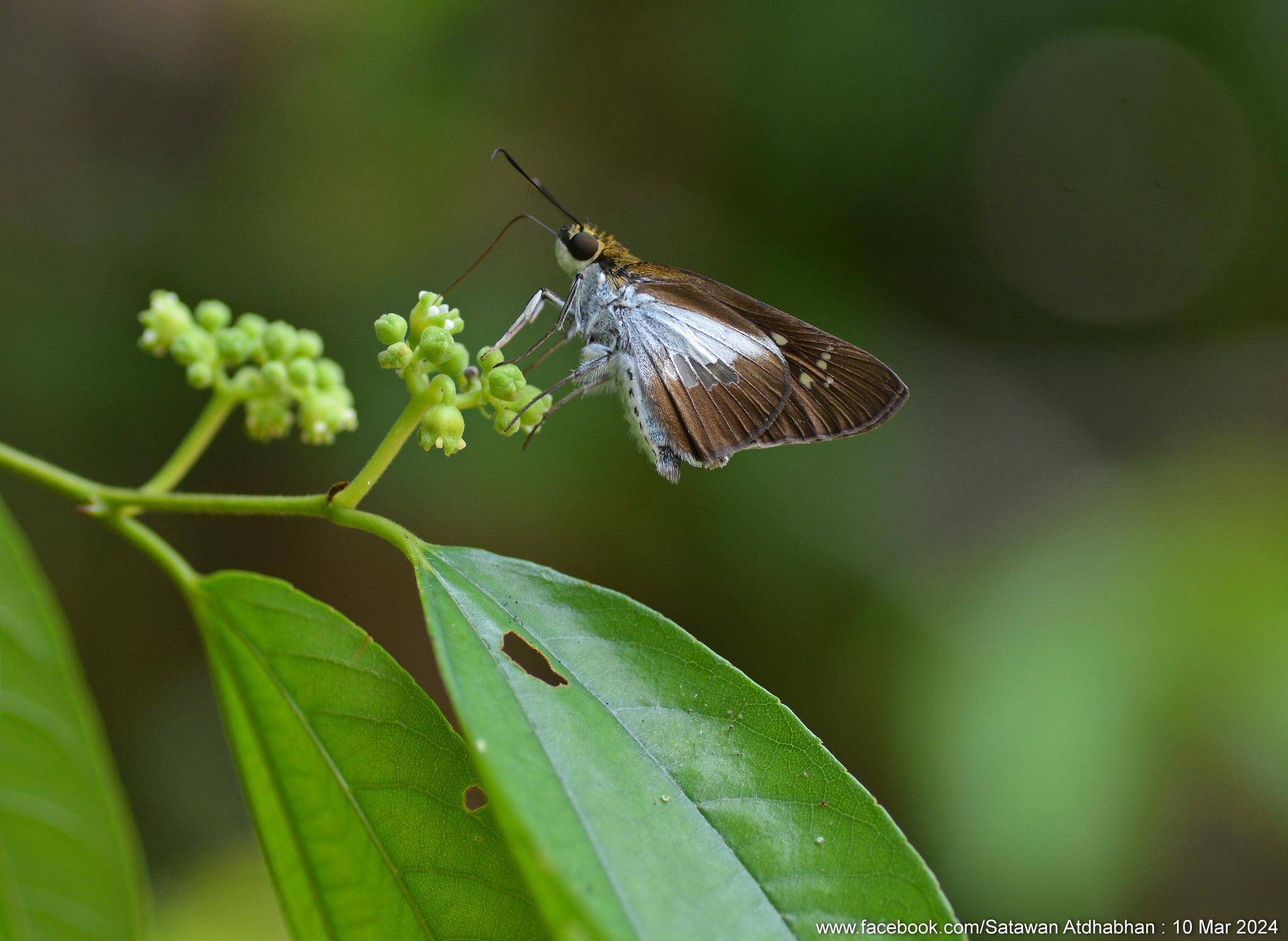 Eetion elia : White-spotted Palmer / ผีเสื้อปาล์มจุดขาวเรียง