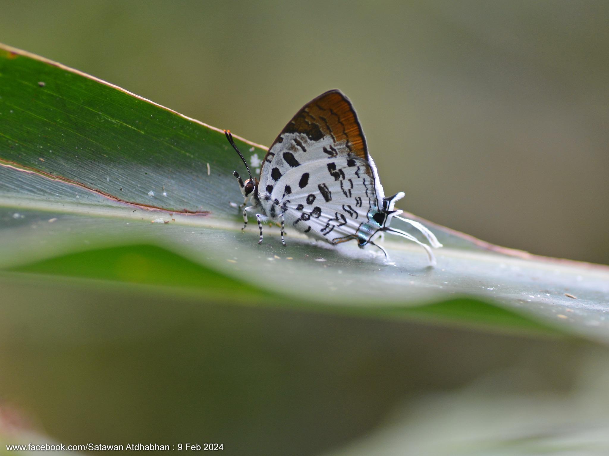 Drupadia scaeva scaeva : Blue Posy / ผีเสื้อแต้มแสดสีฟ้า