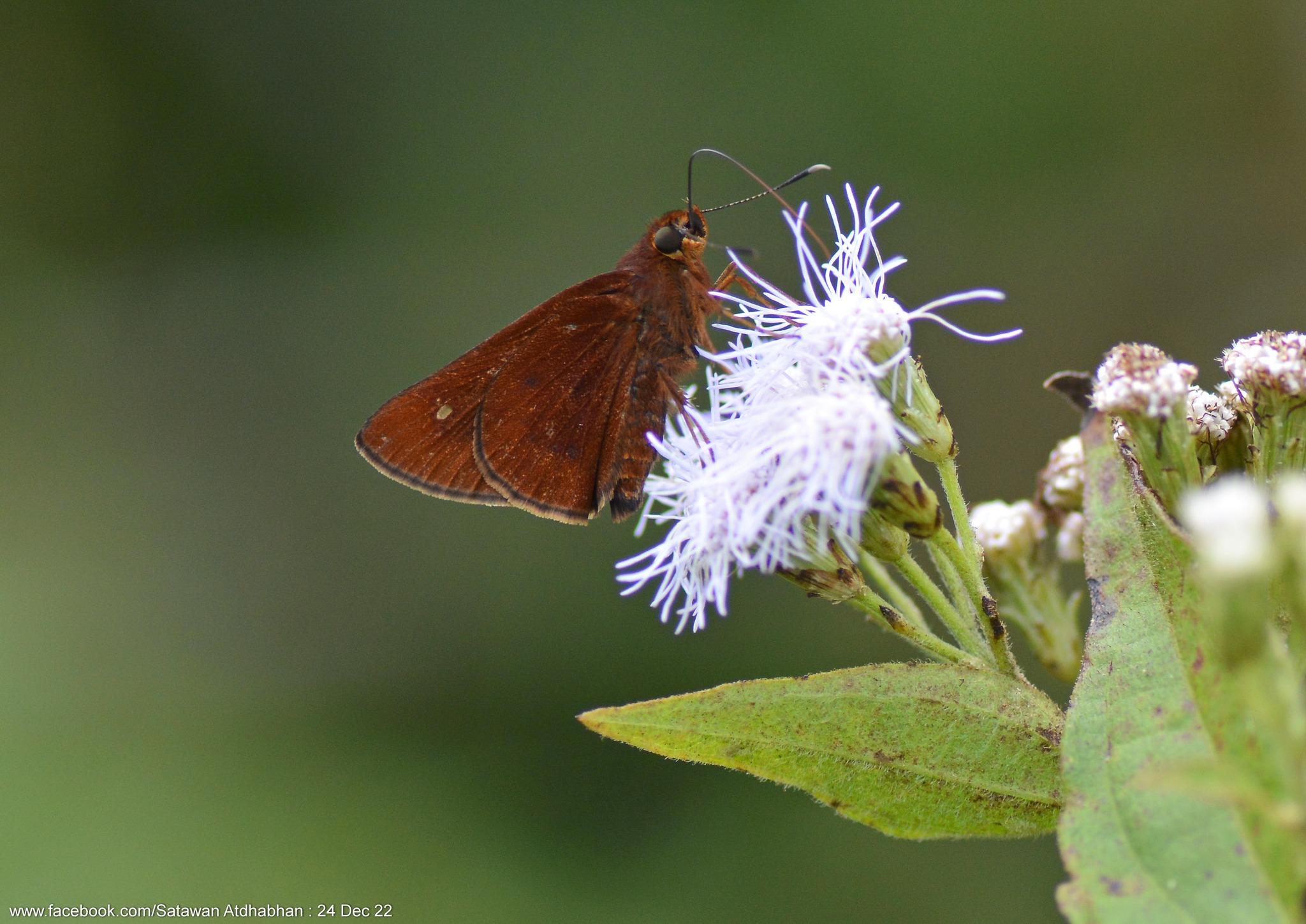 Zographetus kutu : Faint Spot Flitter / ผีเสื้อม่วงทองจุดจาง