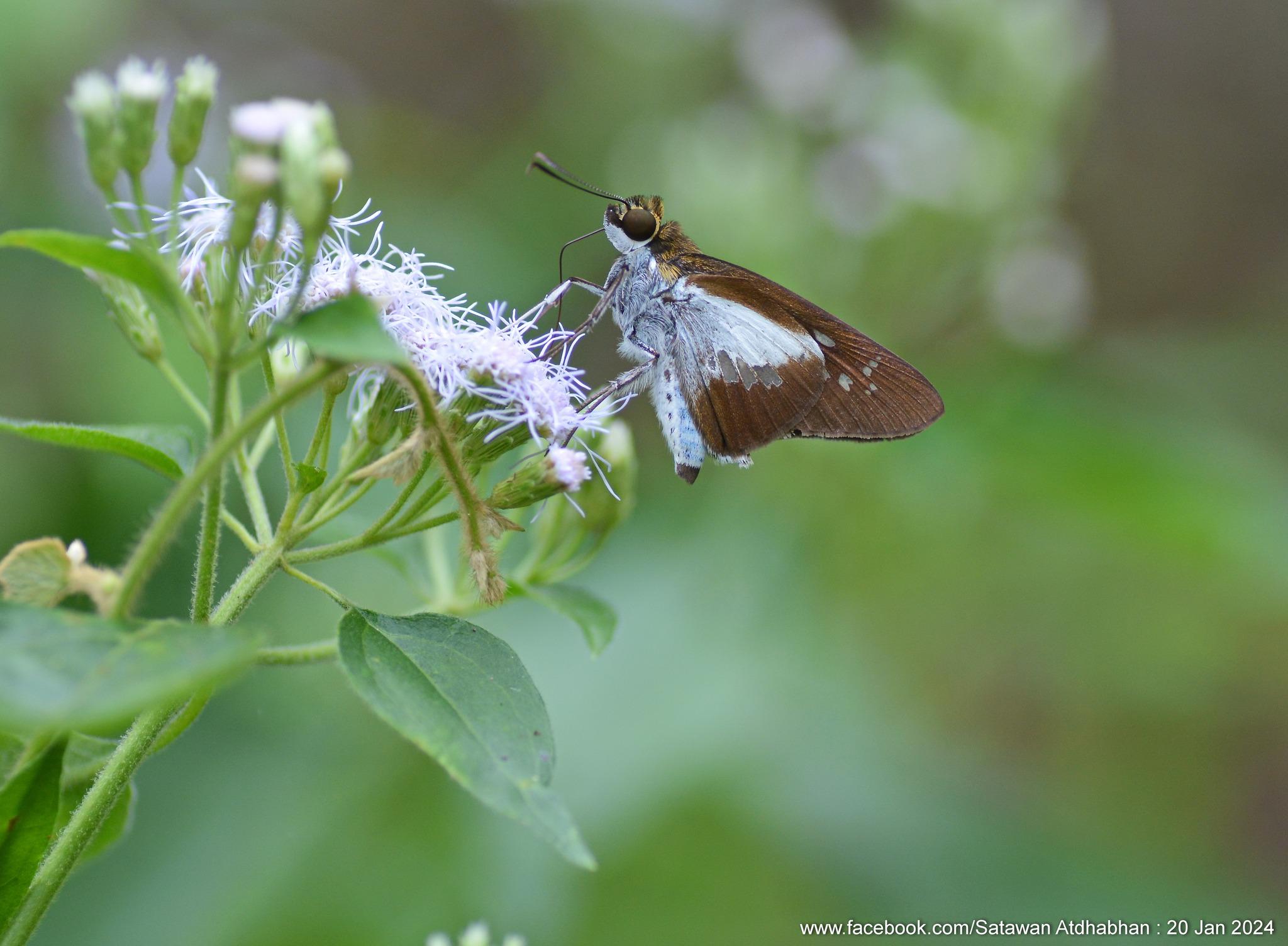 Eetion elia : White-spotted Palmer / ผีเสื้อปาล์มจุดขาวเรียง