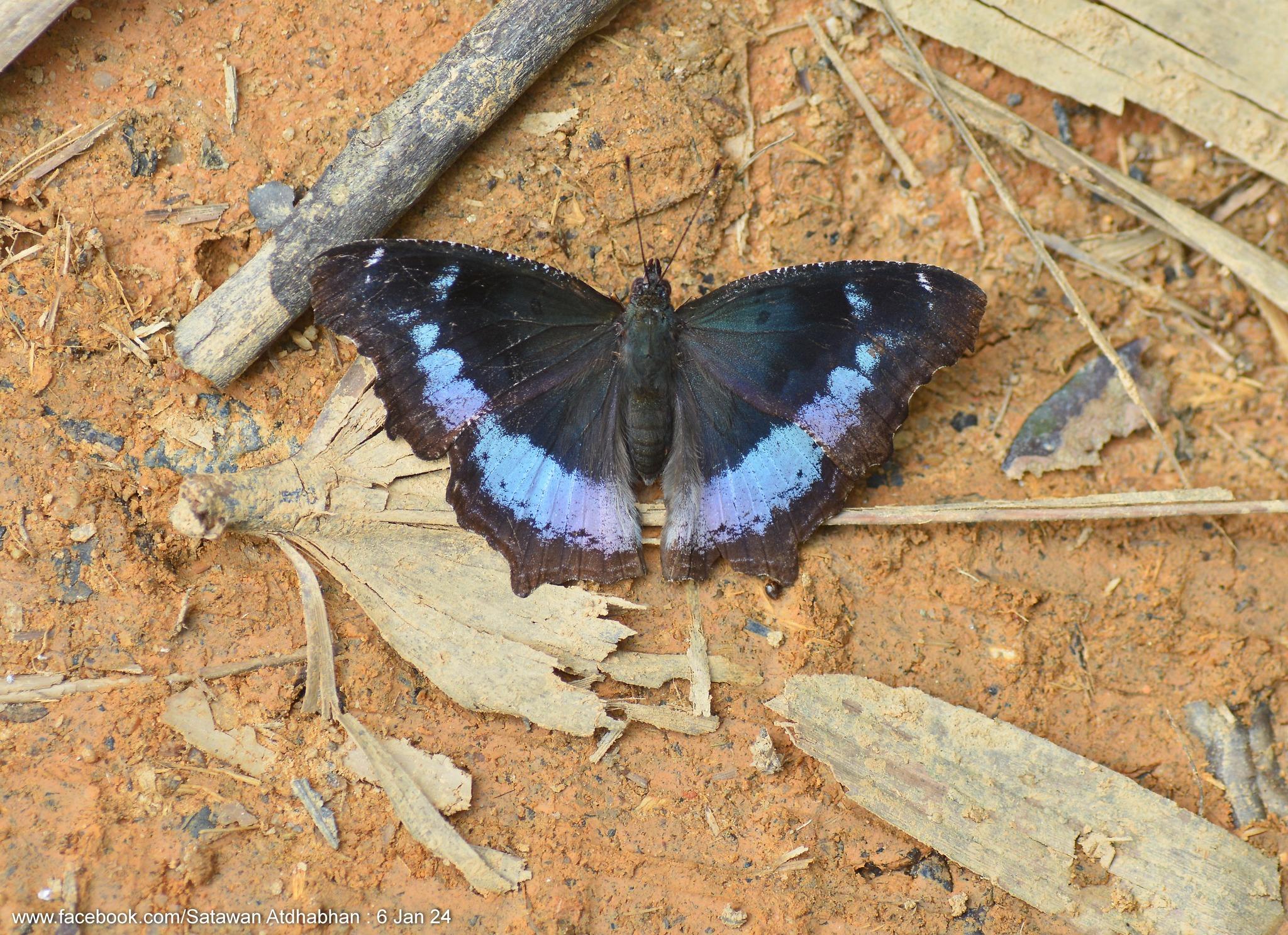 Nymphalis canace perakana : Blue Admiral / ผีเสื้อปีกแหว่ง