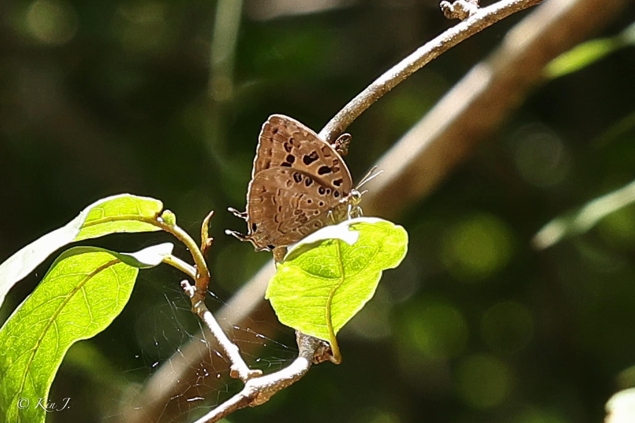 Arhopala anthelus ssp. : Magnificent Oakblue / ผีเสื้อฟ้าไม้ก่อจุดเข้ม