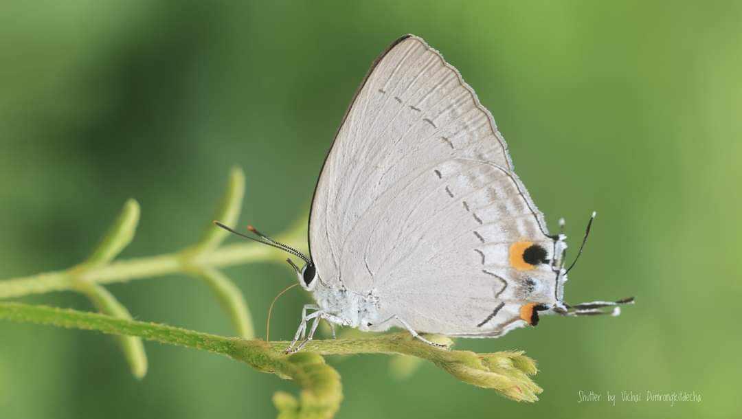 Tajuria cippus cippus : Peacock Royal / ผีเสื้อหางคู่หนอนกาฝาก