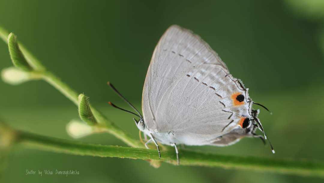 Pratapa deva lila : White Royal / ผีเสื้อหางคู่ขนขาว