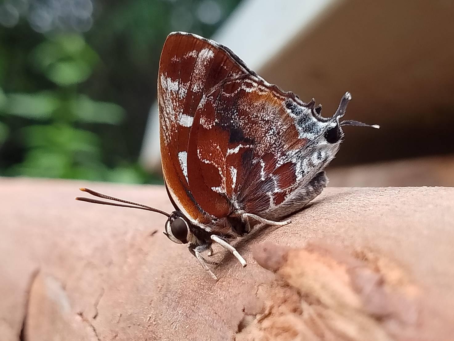 Iraota timoleon timoleon : Silver-streak Blue / ผีเสื้อฟ้าขีดเงินแถบสั้น