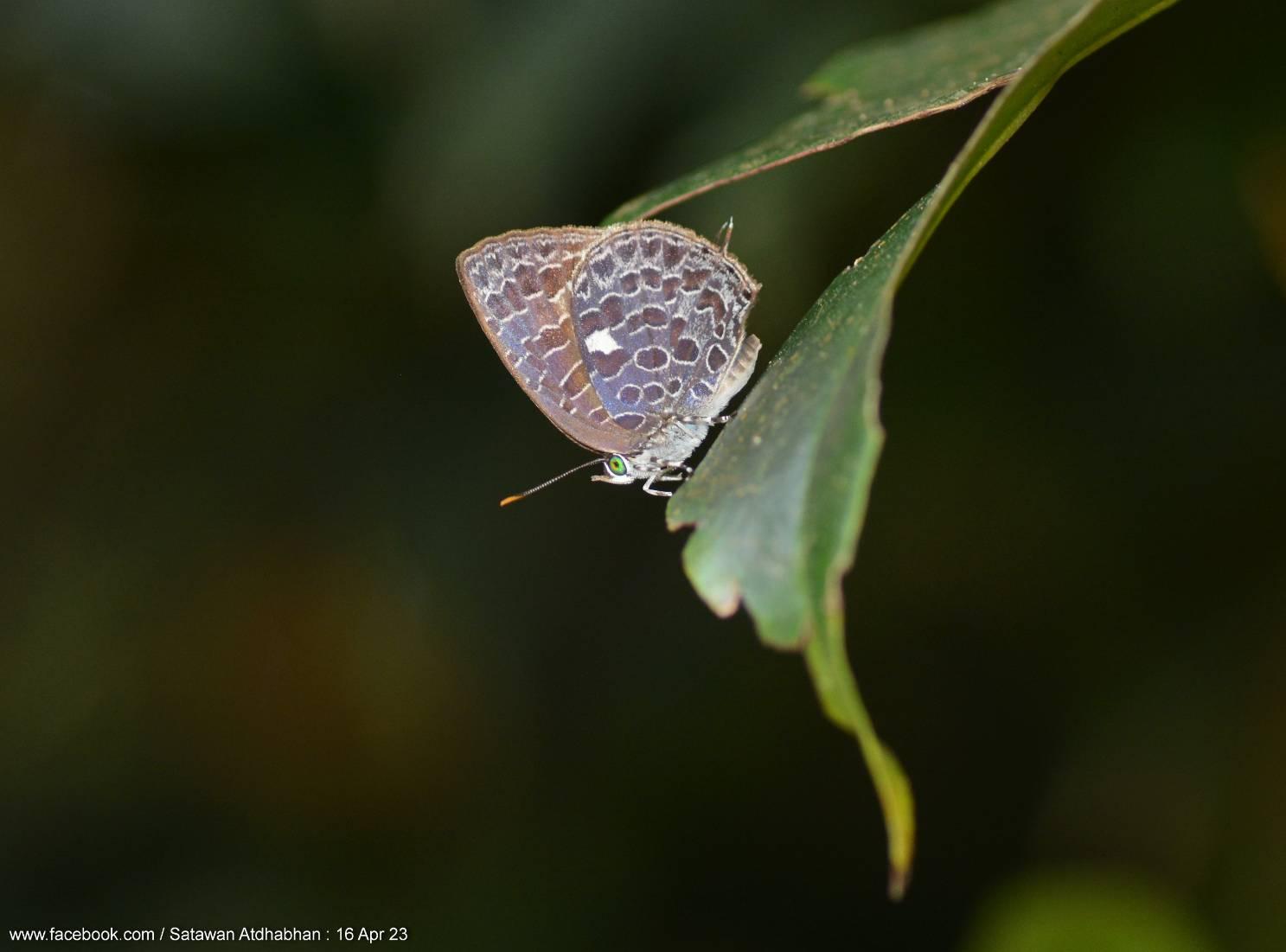 Arhopala ammonides chunsu : Dark Bushblue / ผีเสื้อจุดขาวสีคล้ำ