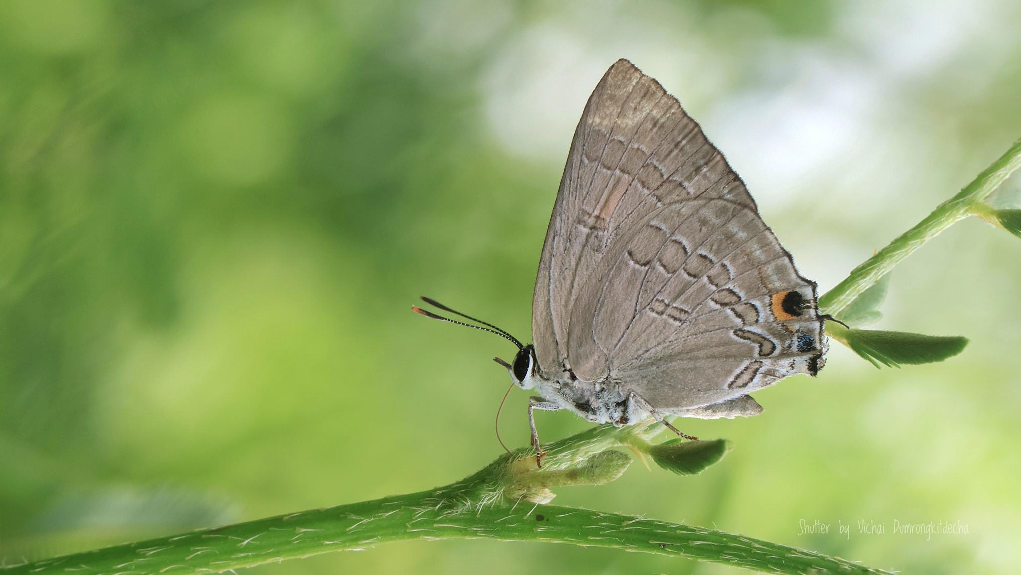 Virachola isocrates : Common Guava Blue / ผีเสื้อหนอนเจาะผลธรรมดา