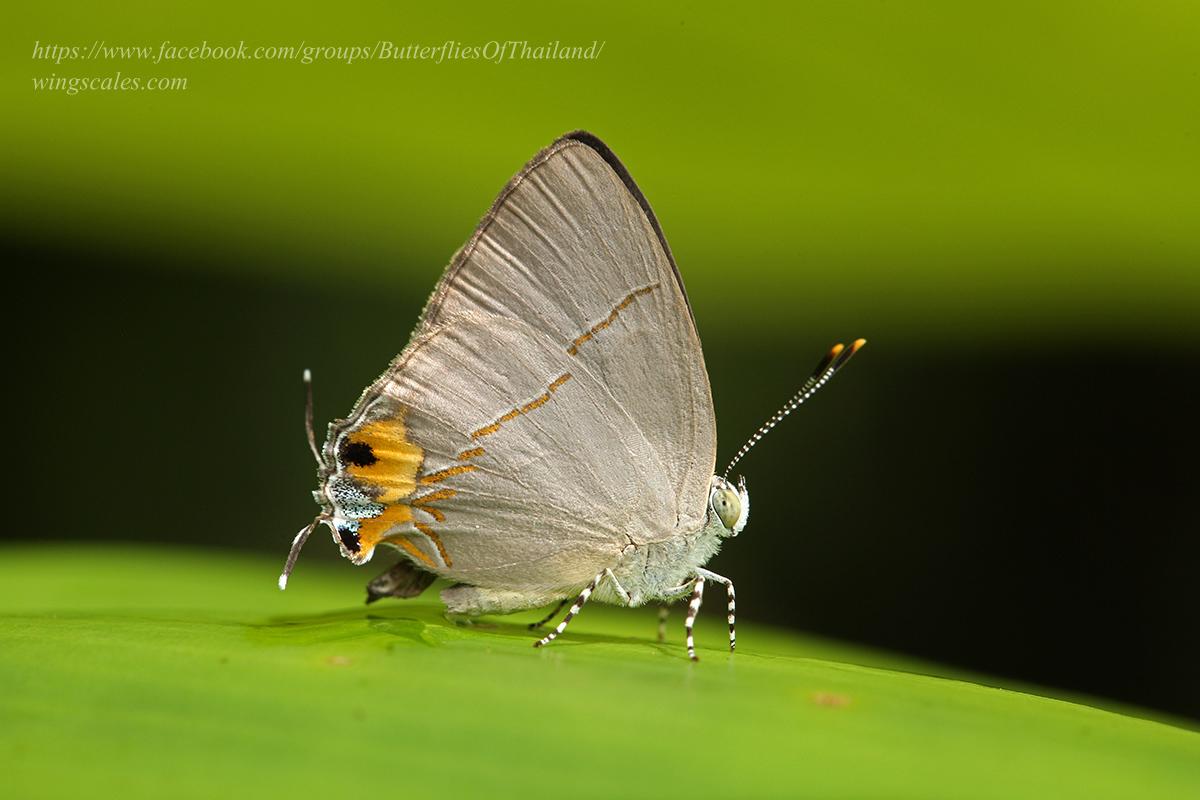 Britomartis cleoboides viga : Azure Royal / ผีเสื้อหางคู่ฟ้าหนวดตุ้ม