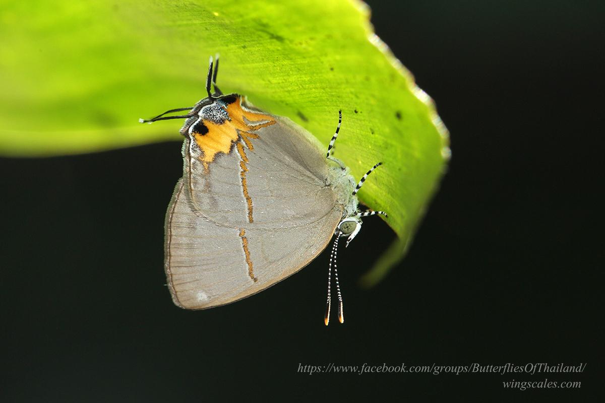 Britomartis cleoboides viga : Azure Royal / ผีเสื้อหางคู่ฟ้าหนวดตุ้ม