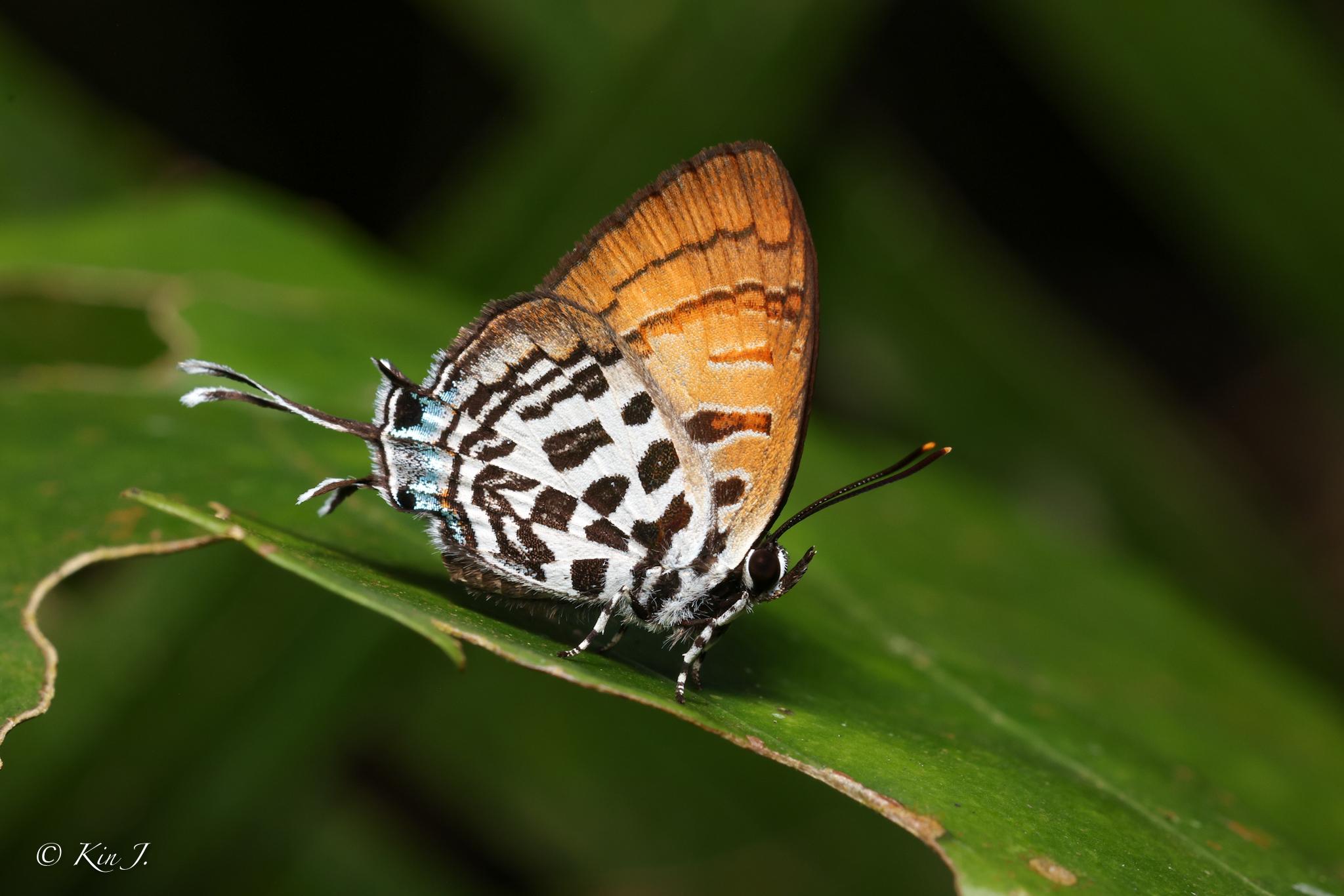 Drupadia niasica scudderii : Intermediate Posy / ผีเสื้อแต้มแสดกลาง