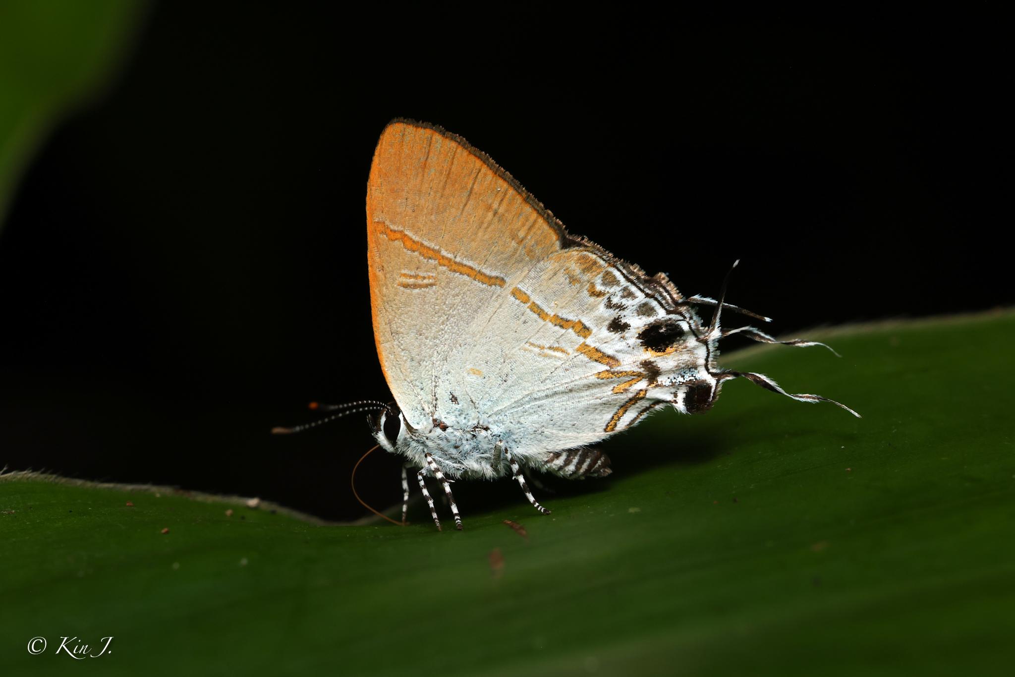 Hypolycaena merguia skapane : Purple Tit / ผีเสื้อพุ่มไม้มะริด