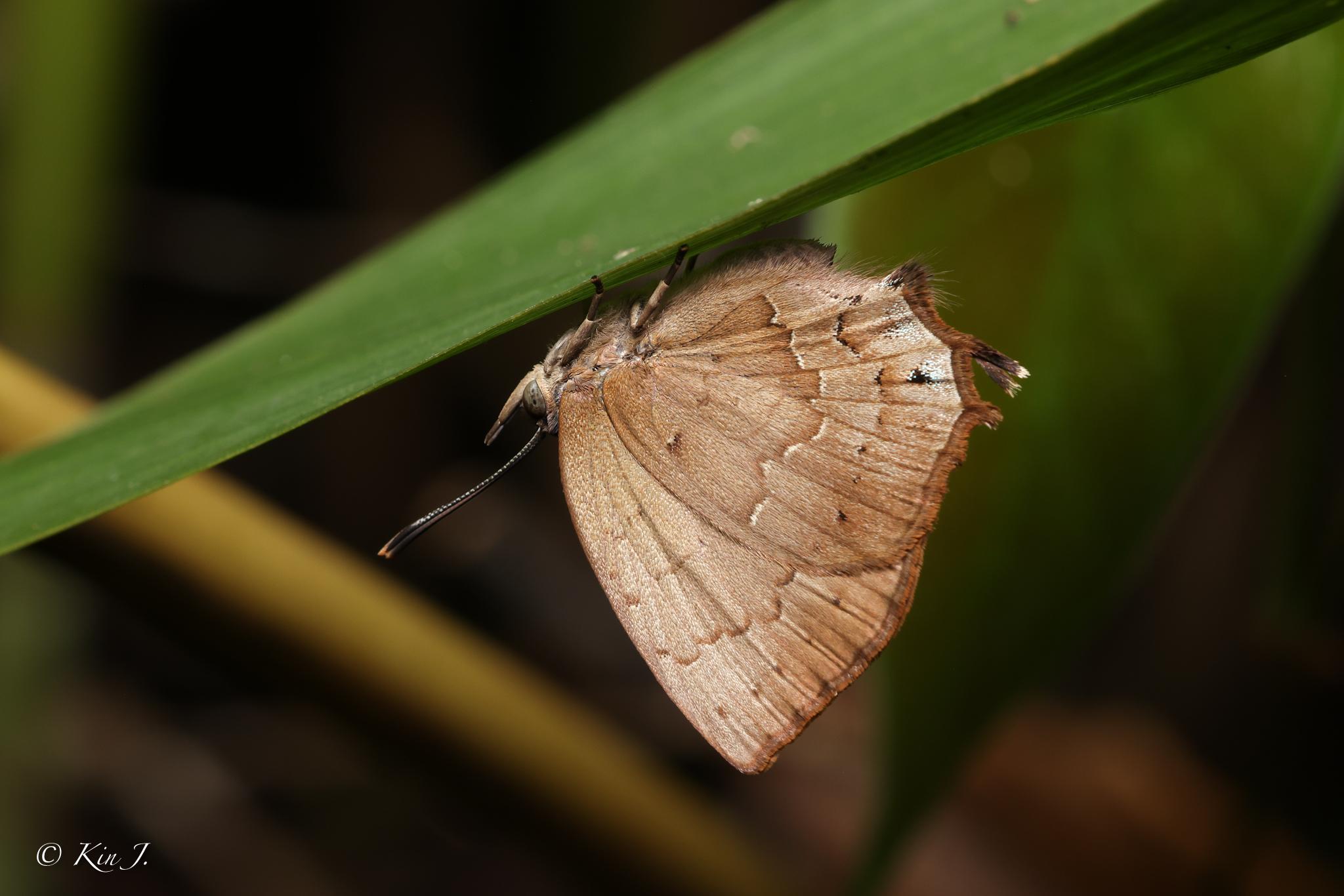 Surendra vivarna amisena : Green-scaled Acacia Blue / ผีเสื้อฟ้าอะเคเซียชายเขียว