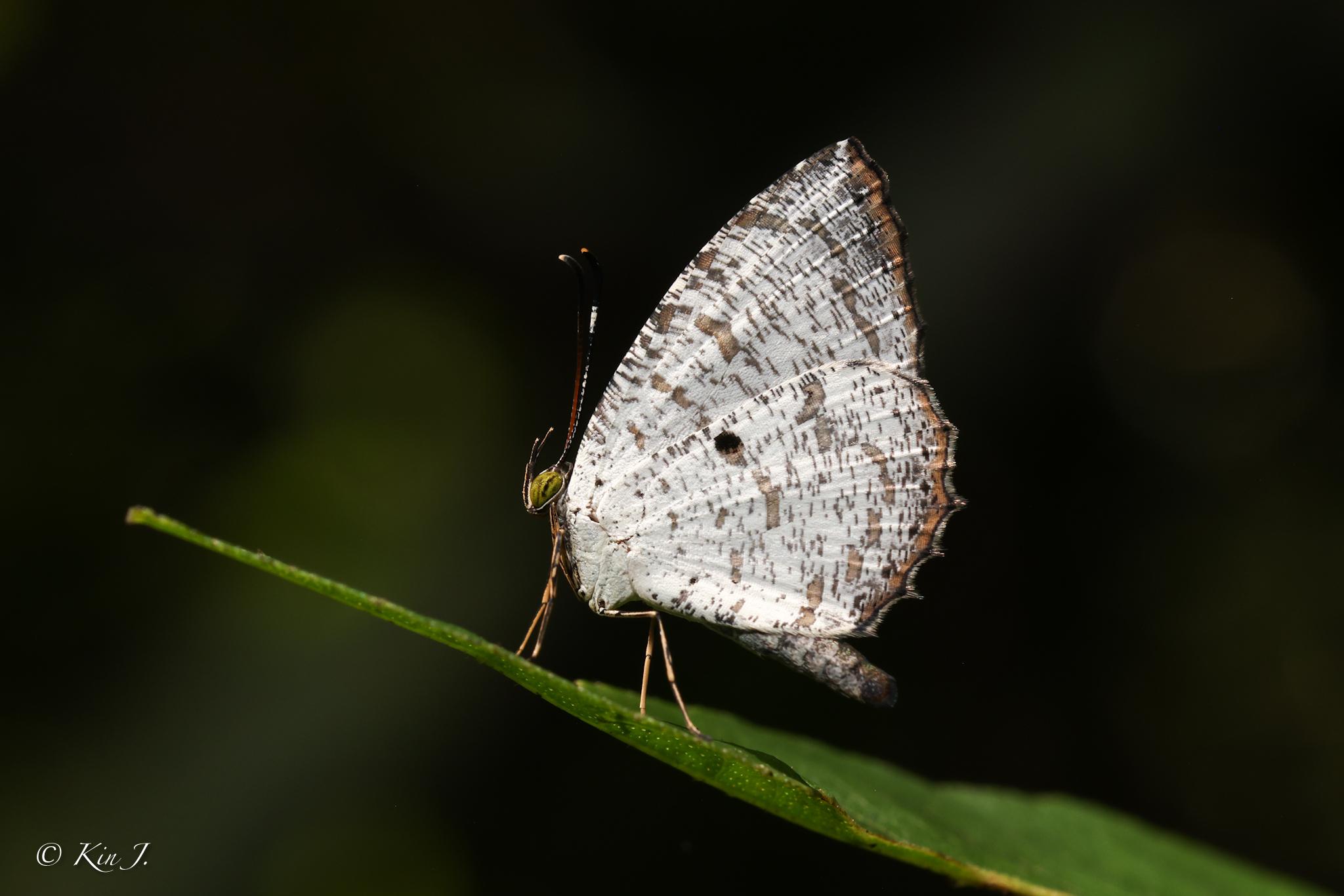 Allotinus substrigosus substrigosus : Lesser Darkie / ผีเสื้อกระดำเล็ก