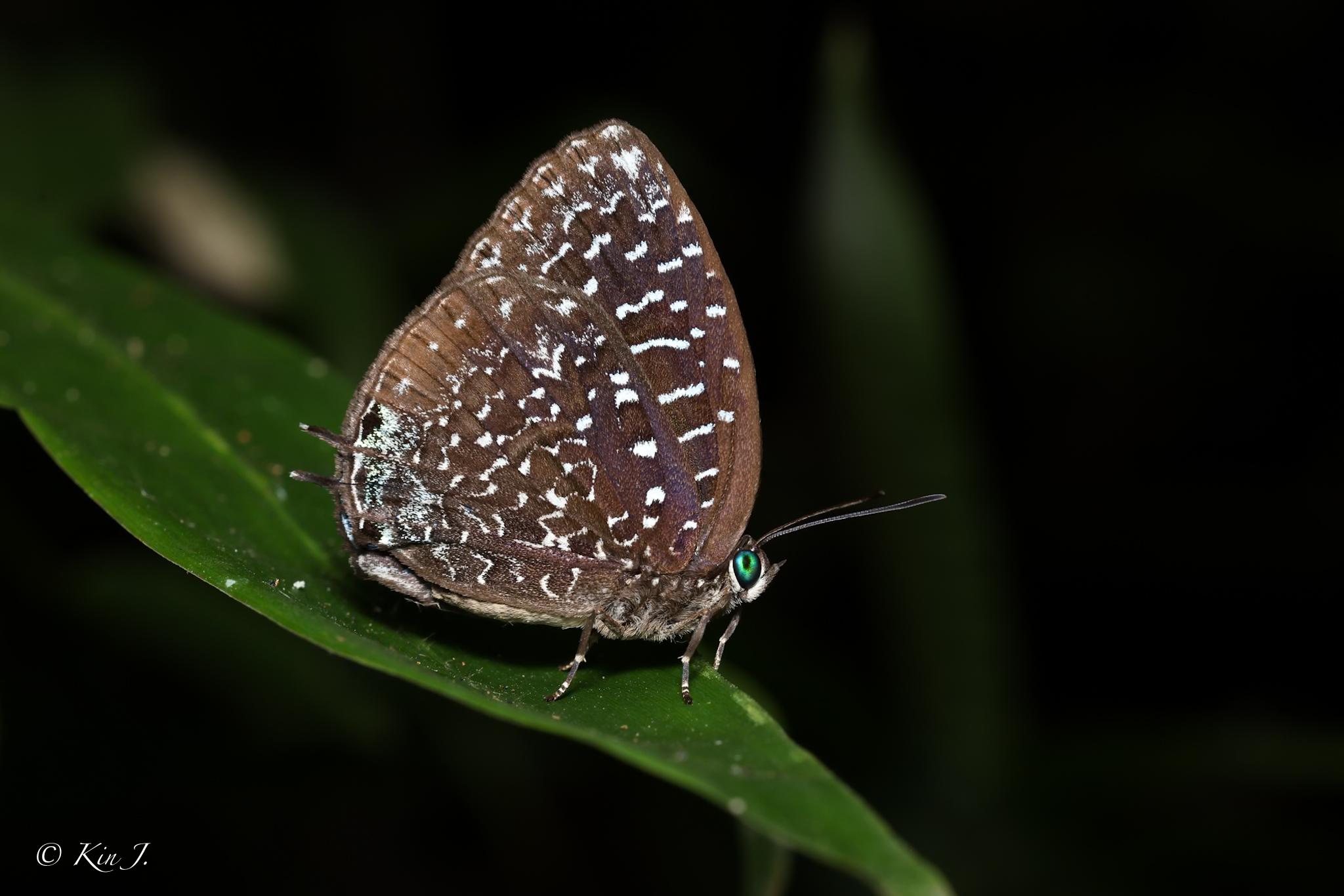 Arhopala democritus democritus : White-dot Oakblue / ผีเสื้อฟ้าไม้ก่อกระขาว